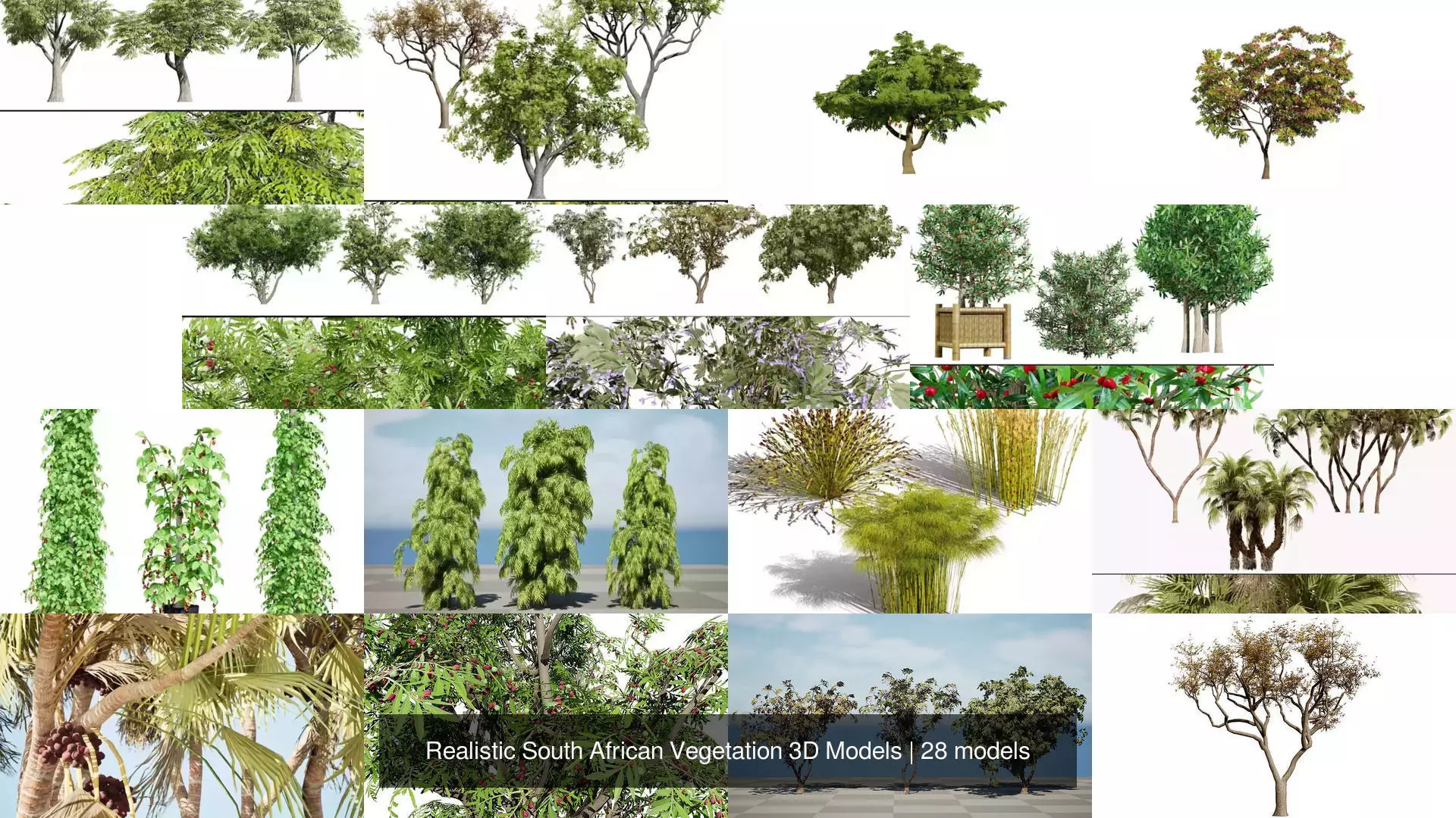 Realistic South African Vegetation 3D Models 3D Model Collection_30