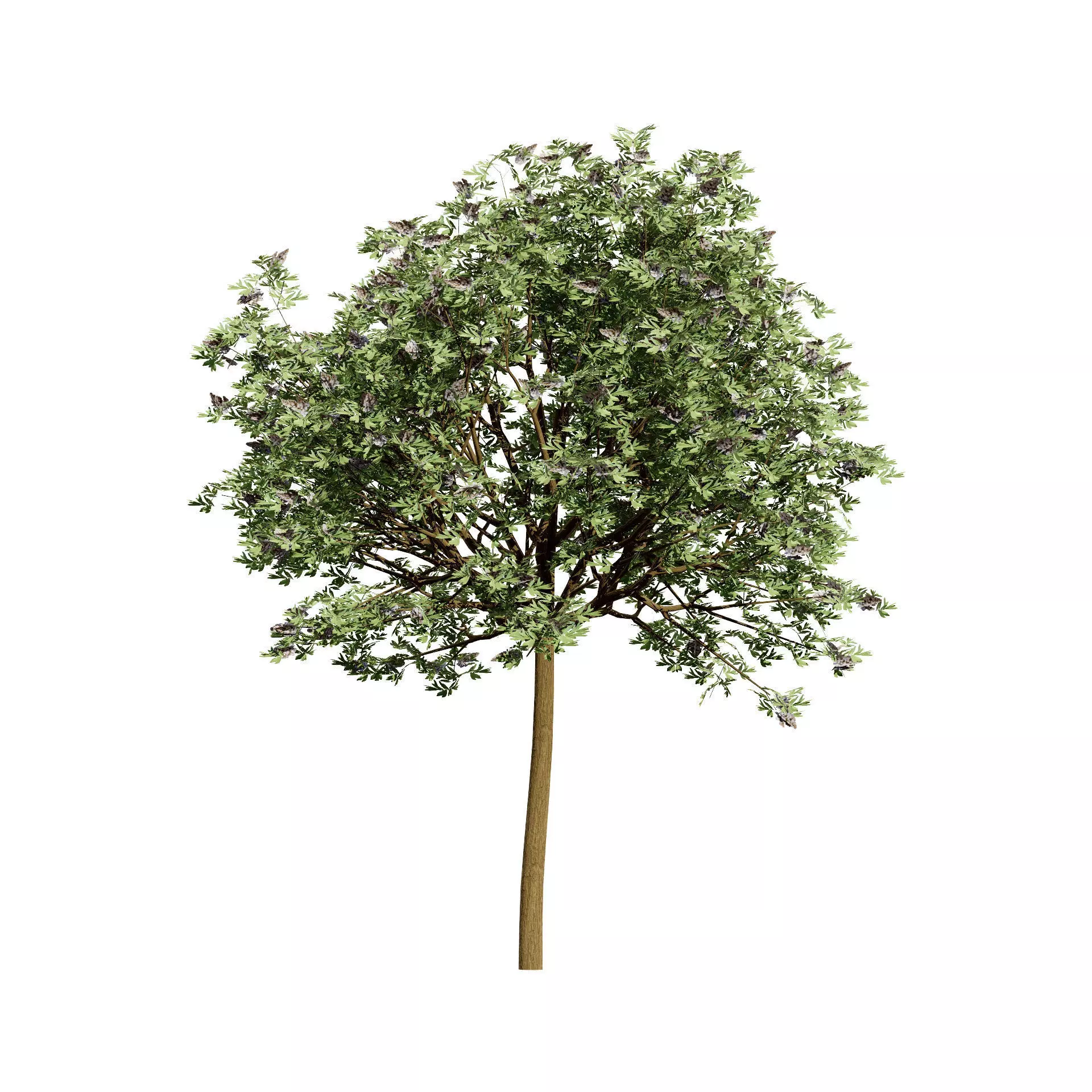 Realistic South African Vegetation 3D Models 3D Model Collection_95