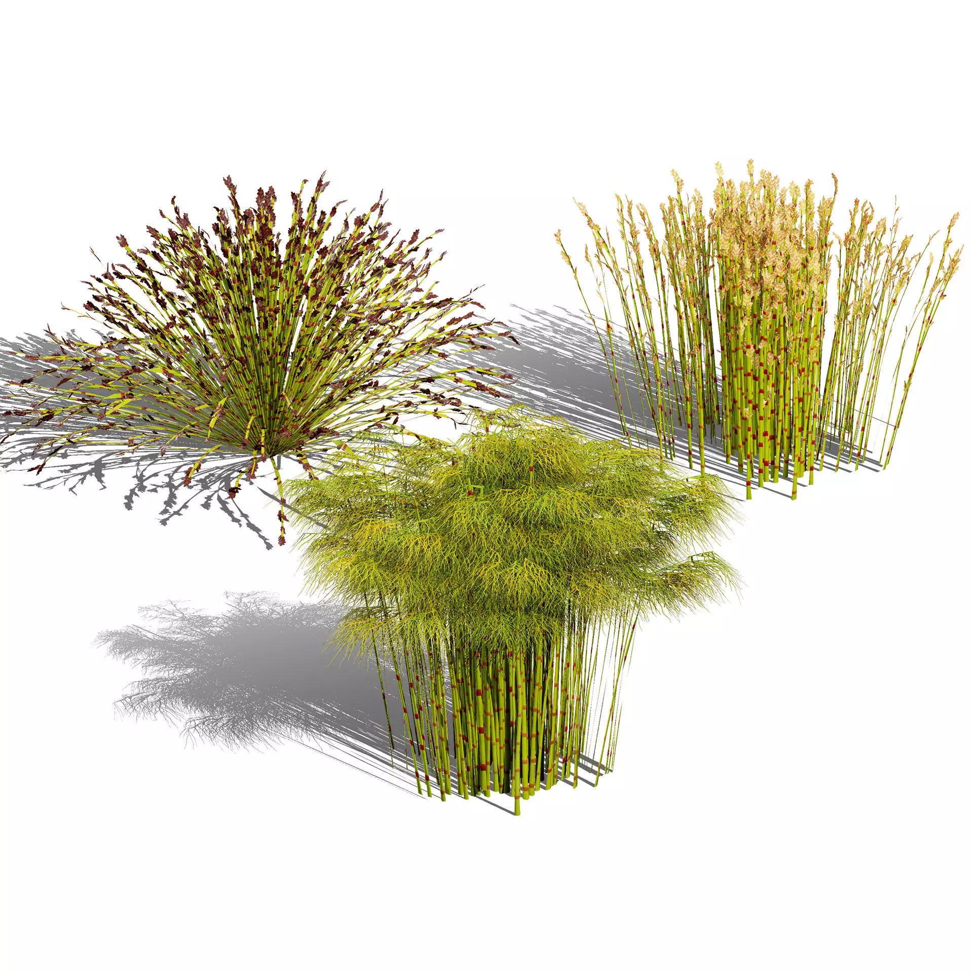 Realistic South African Vegetation 3D Models 3D Model Collection_118