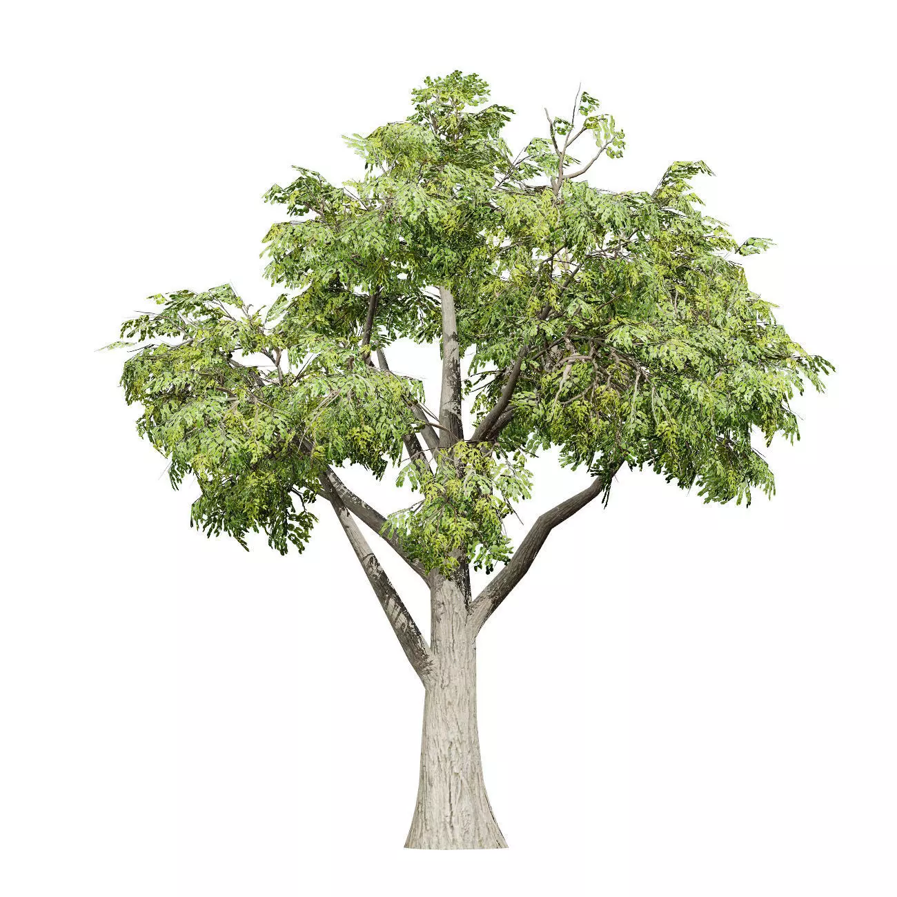 Realistic South African Vegetation 3D Models 3D Model Collection_67