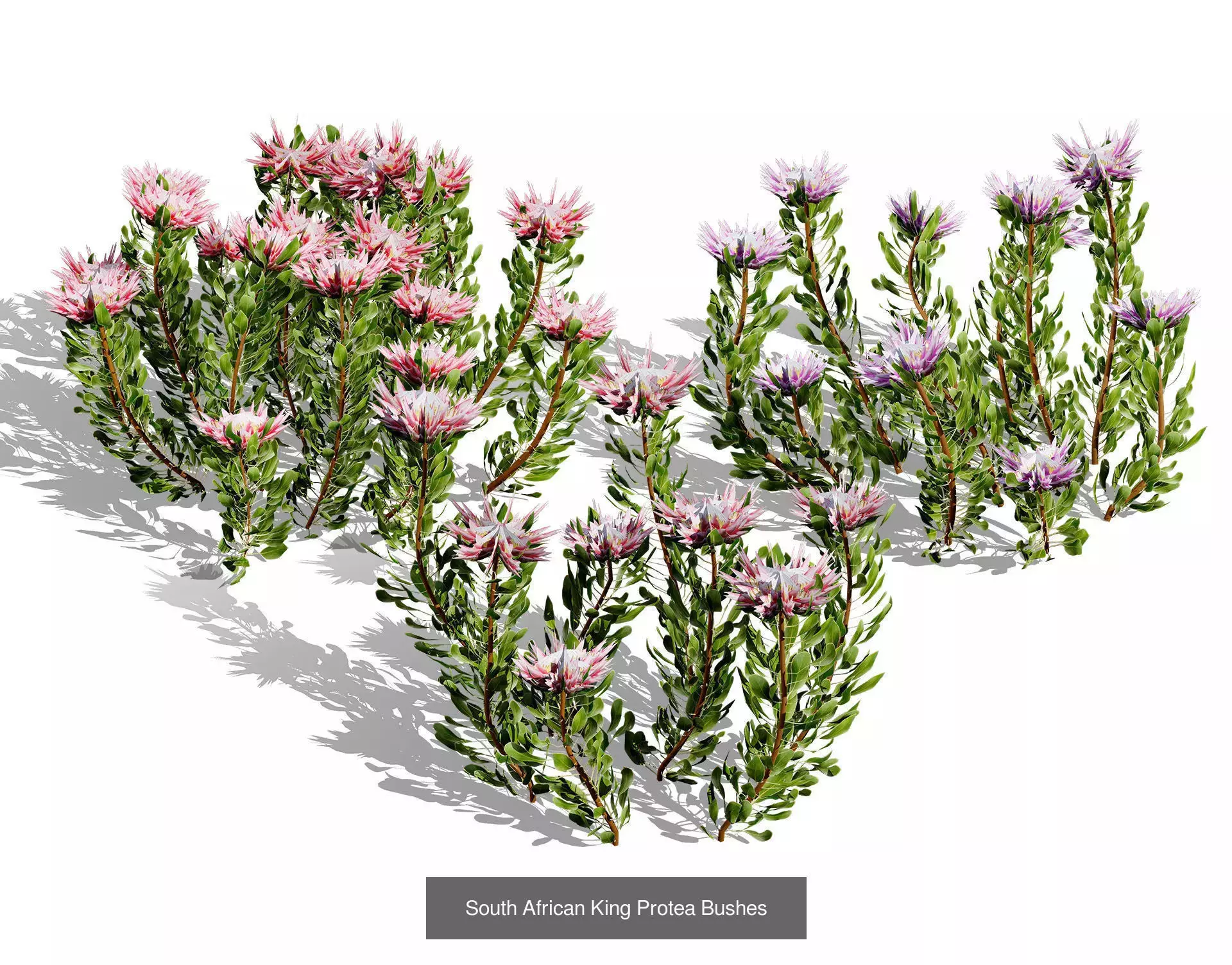 Realistic South African Vegetation 3D Models 3D Model Collection_34