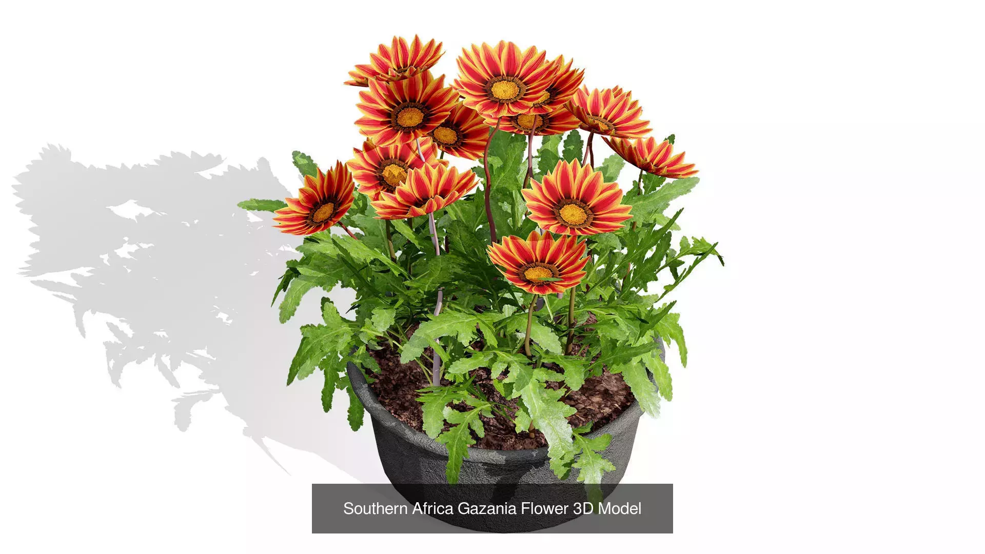 Realistic South African Vegetation 3D Models 3D Model Collection_31