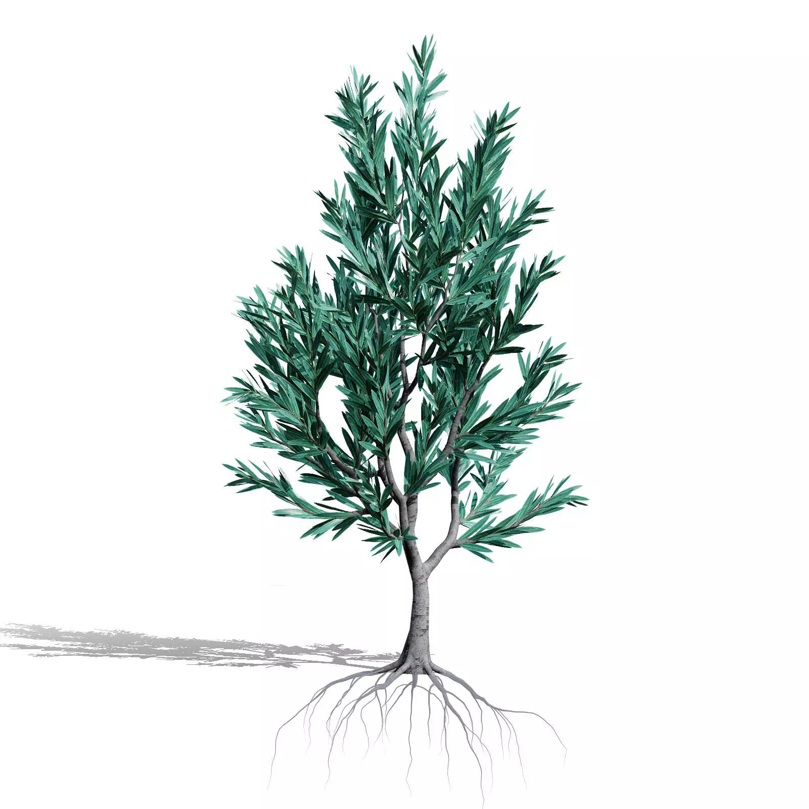 Realistic South African Vegetation 3D Models 3D Model Collection_65