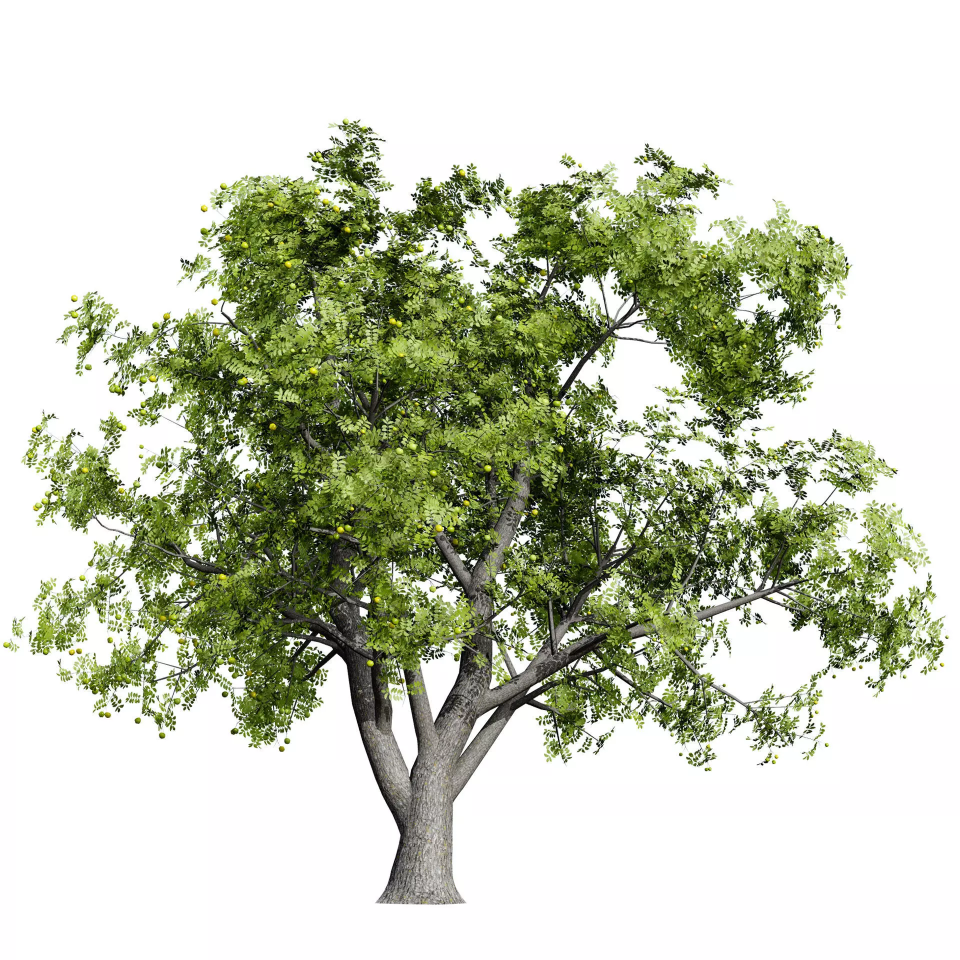 Realistic South African Vegetation 3D Models 3D Model Collection_101