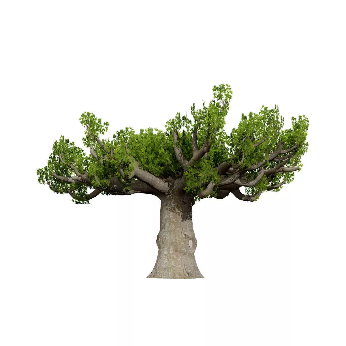 Realistic South African Vegetation 3D Models 3D Model Collection_133