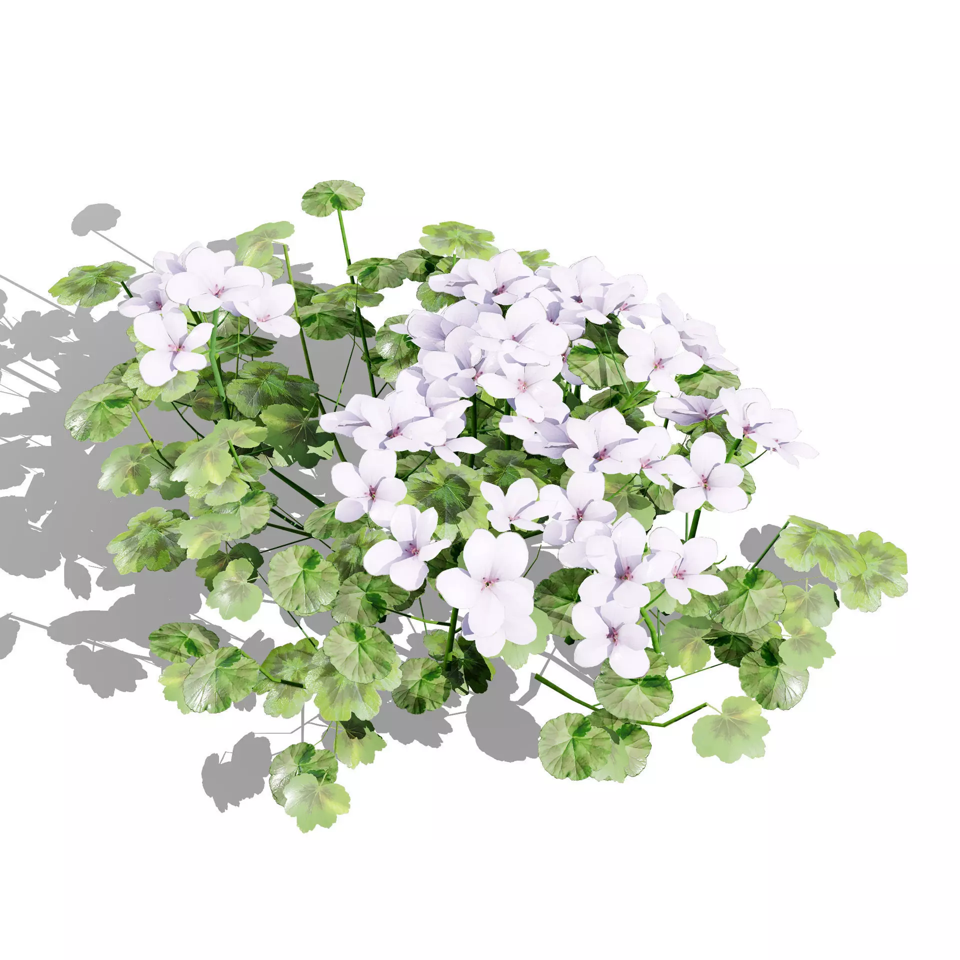 Realistic South African Vegetation 3D Models 3D Model Collection_123