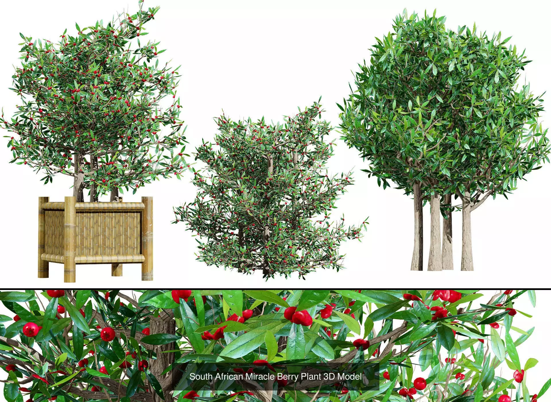 Realistic South African Vegetation 3D Models 3D Model Collection_54