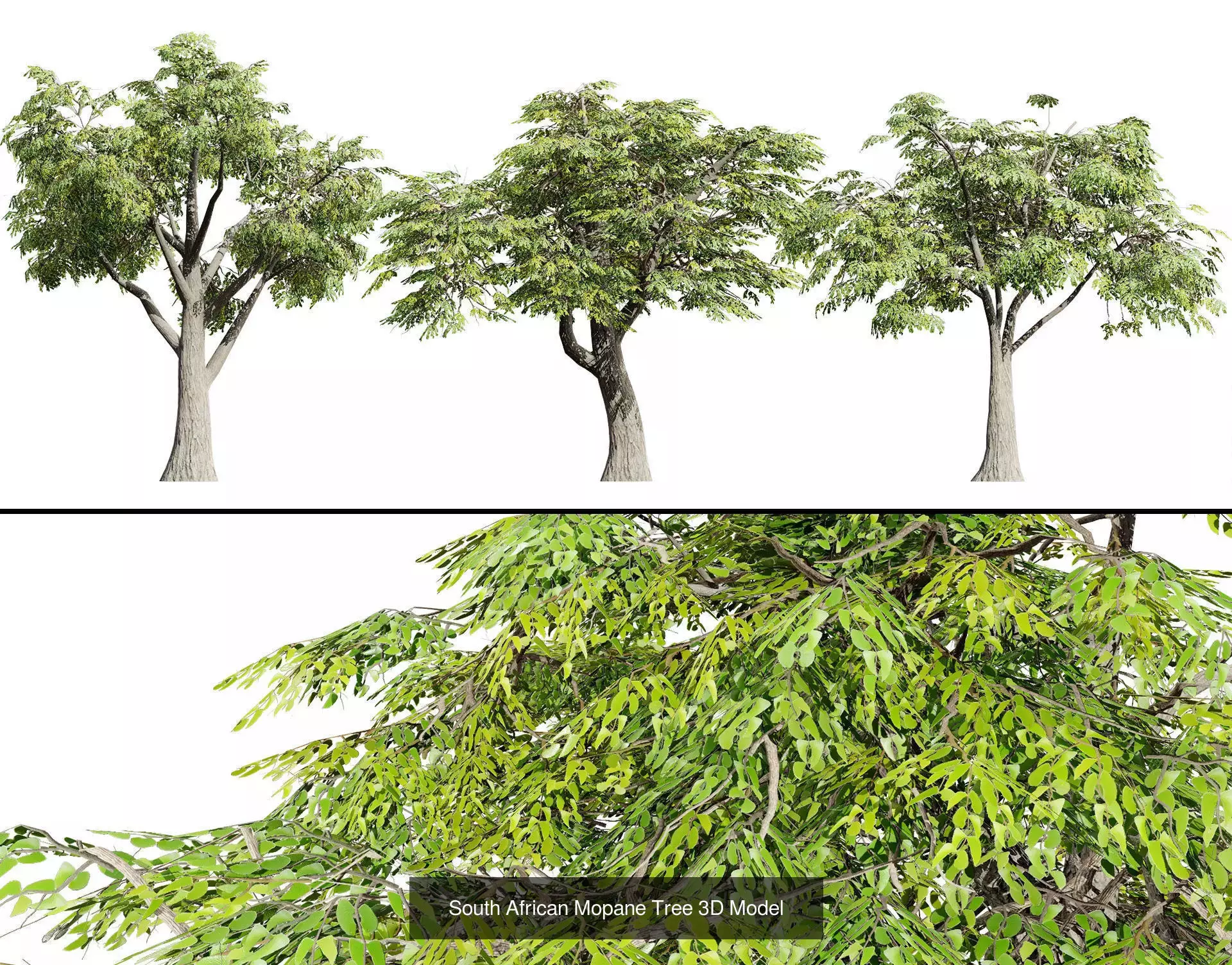 Realistic South African Vegetation 3D Models 3D Model Collection_47