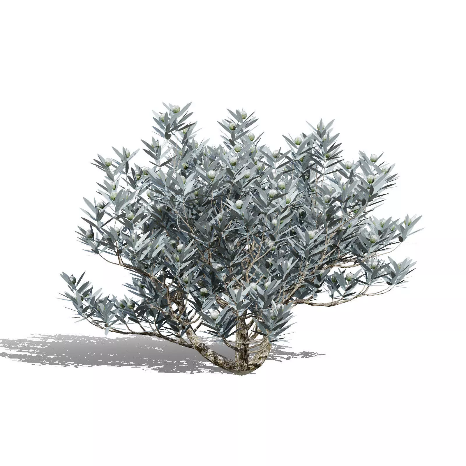 Realistic South African Vegetation 3D Models 3D Model Collection_73