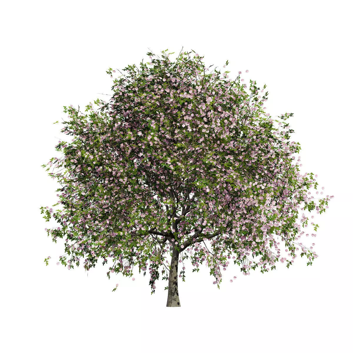 Realistic South African Vegetation 3D Models 3D Model Collection_80