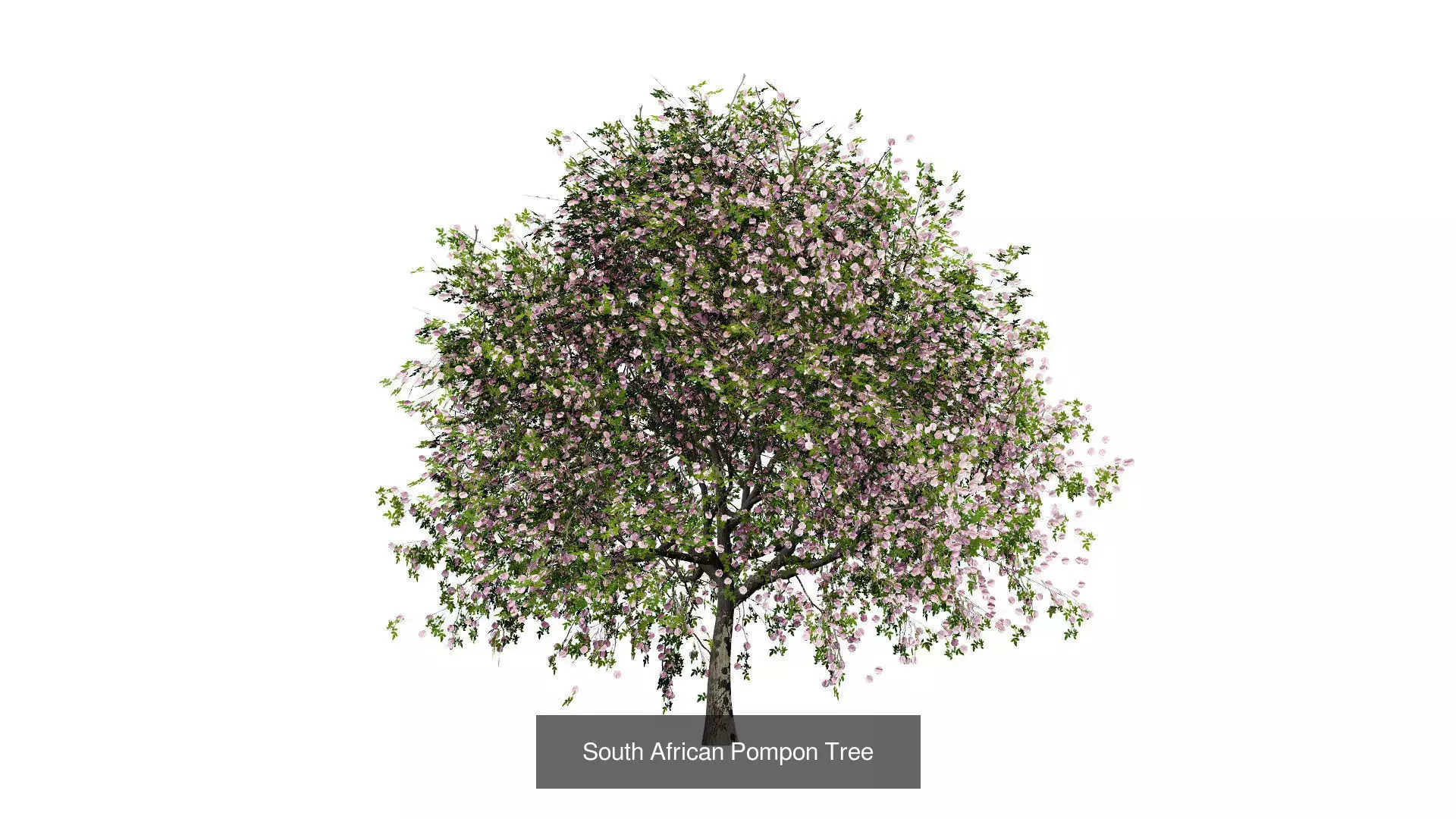 Realistic South African Vegetation 3D Models 3D Model Collection_39