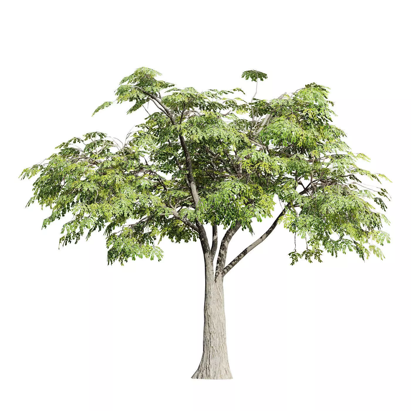 Realistic South African Vegetation 3D Models 3D Model Collection_86