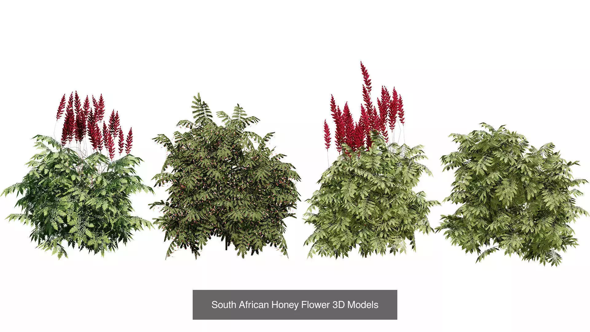 Realistic South African Vegetation 3D Models 3D Model Collection_36
