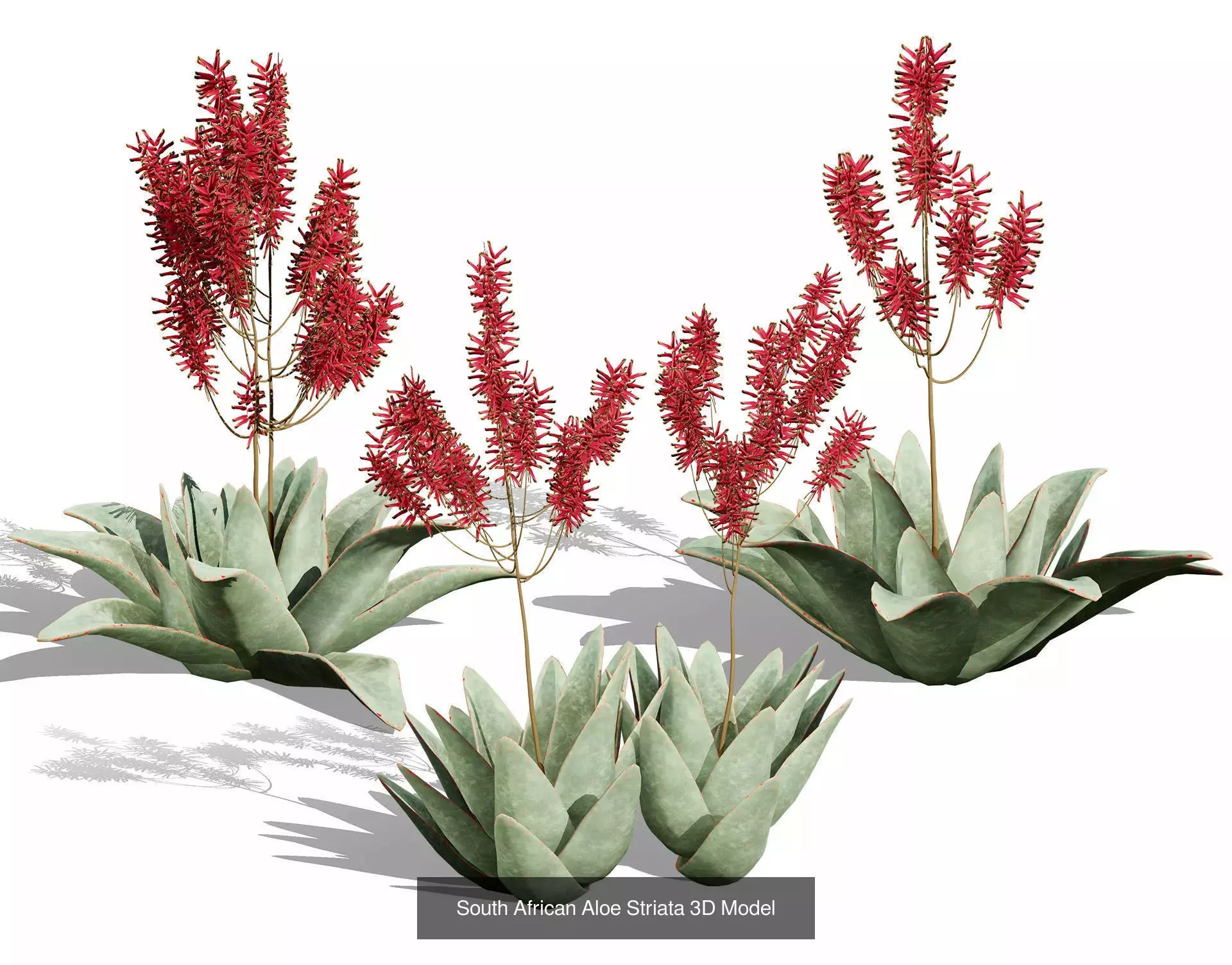 Realistic South African Vegetation 3D Models 3D Model Collection_35