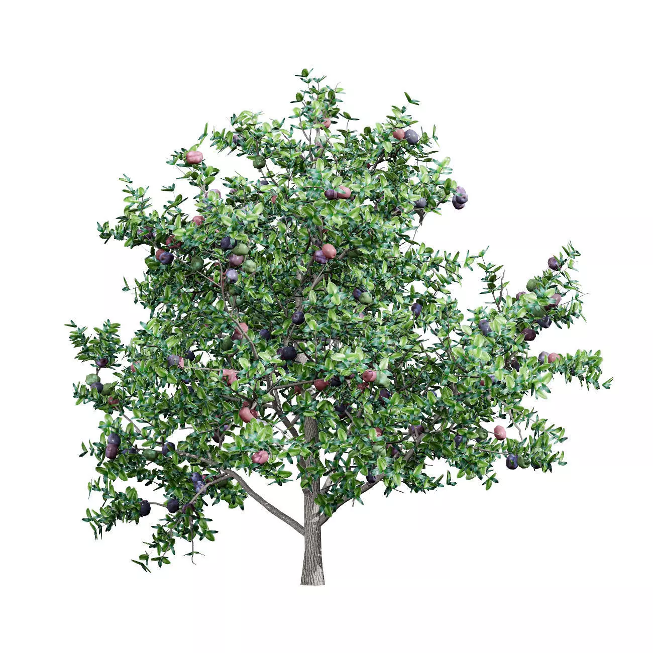 Realistic South African Vegetation 3D Models 3D Model Collection_117