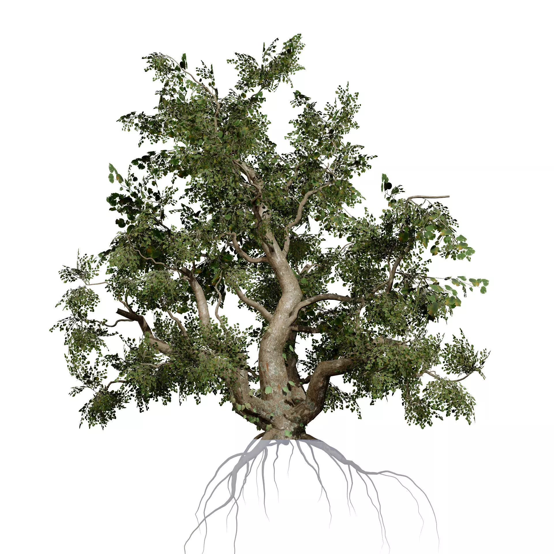 Realistic South African Vegetation 3D Models 3D Model Collection_106