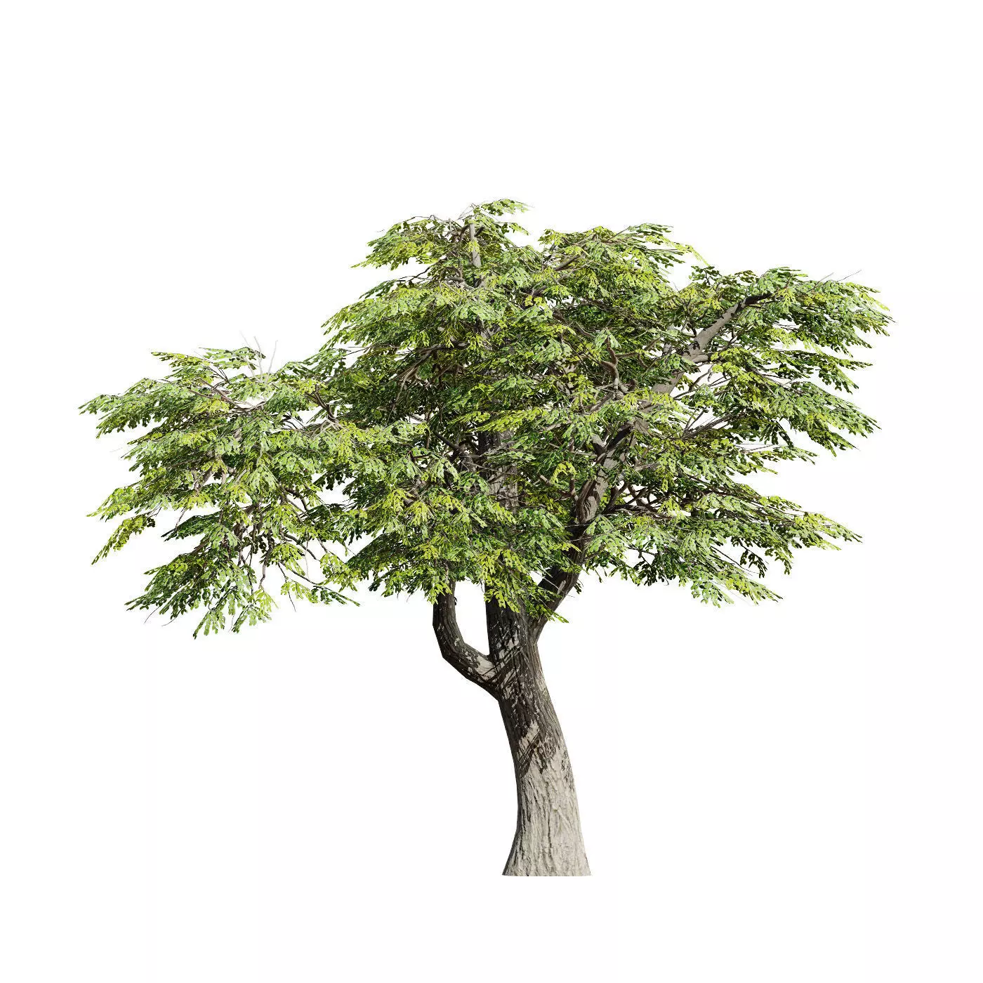 Realistic South African Vegetation 3D Models 3D Model Collection_89