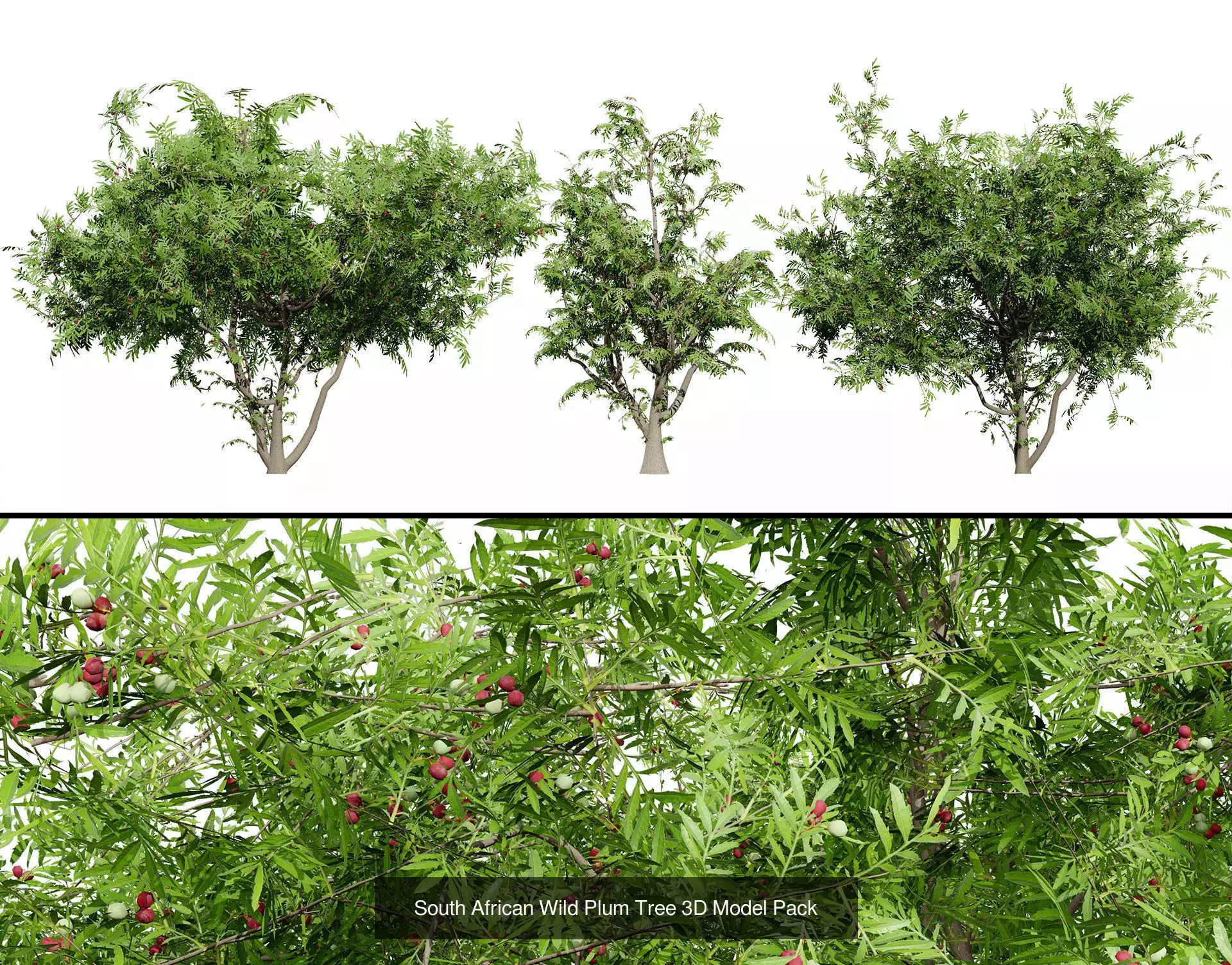 Realistic South African Vegetation 3D Models 3D Model Collection_51