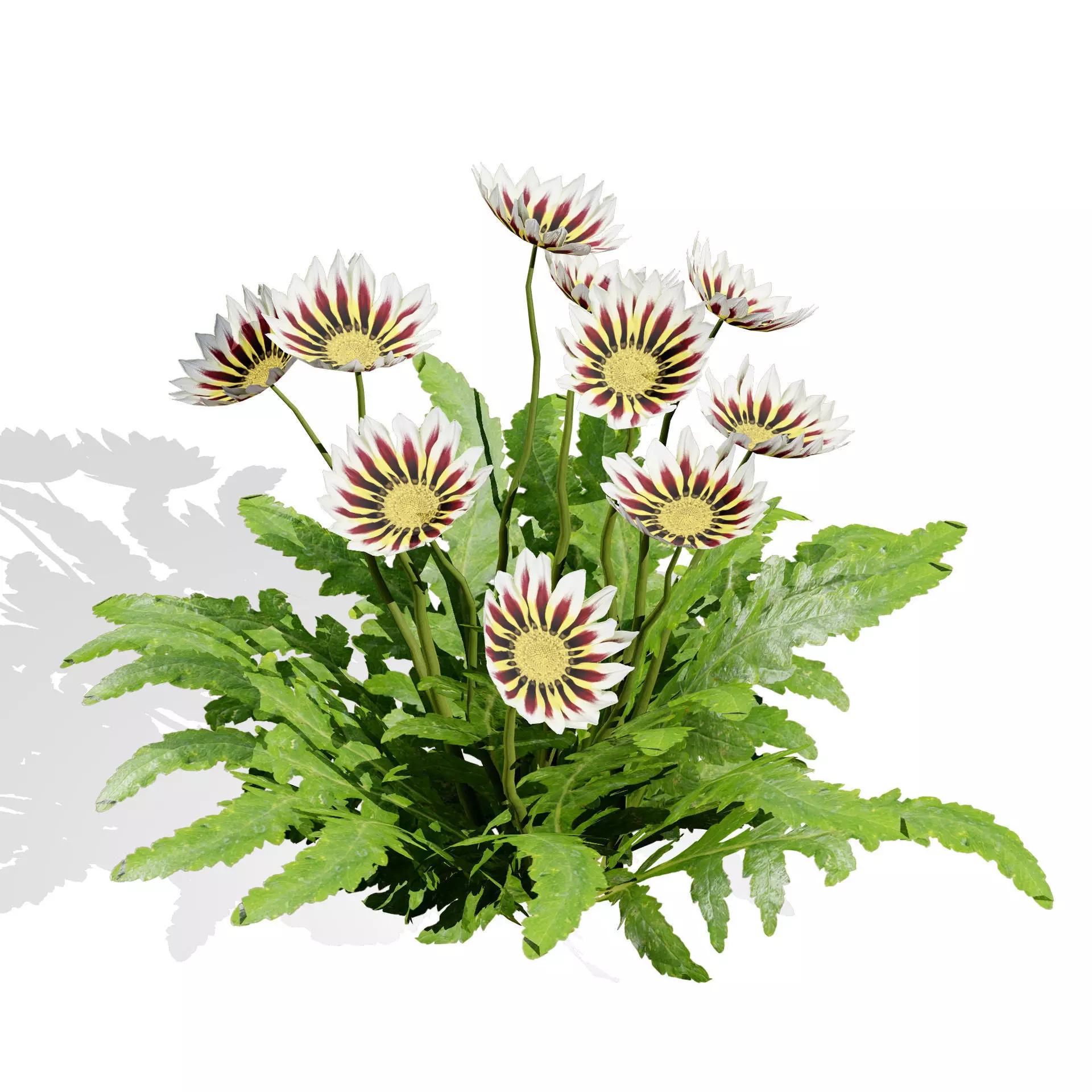 Realistic South African Vegetation 3D Models 3D Model Collection_81