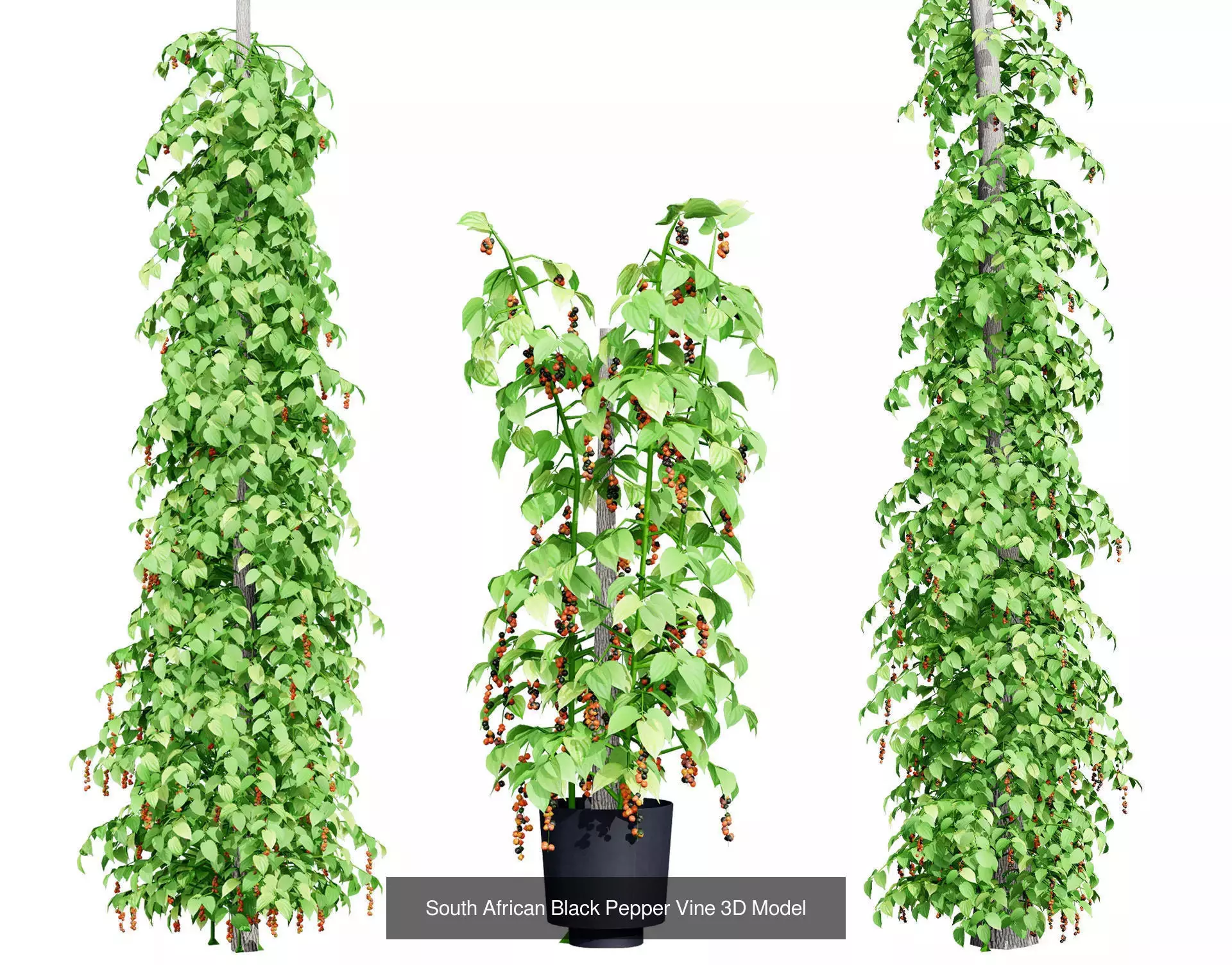 Realistic South African Vegetation 3D Models 3D Model Collection_55