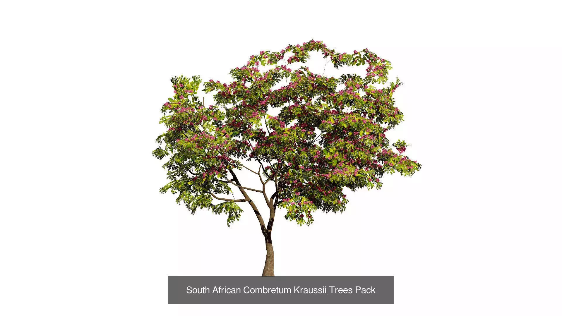 Realistic South African Vegetation 3D Models 3D Model Collection_50