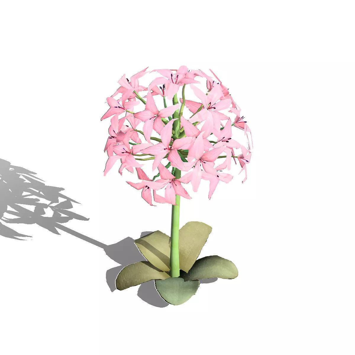 Realistic South African Vegetation 3D Models 3D Model Collection_63