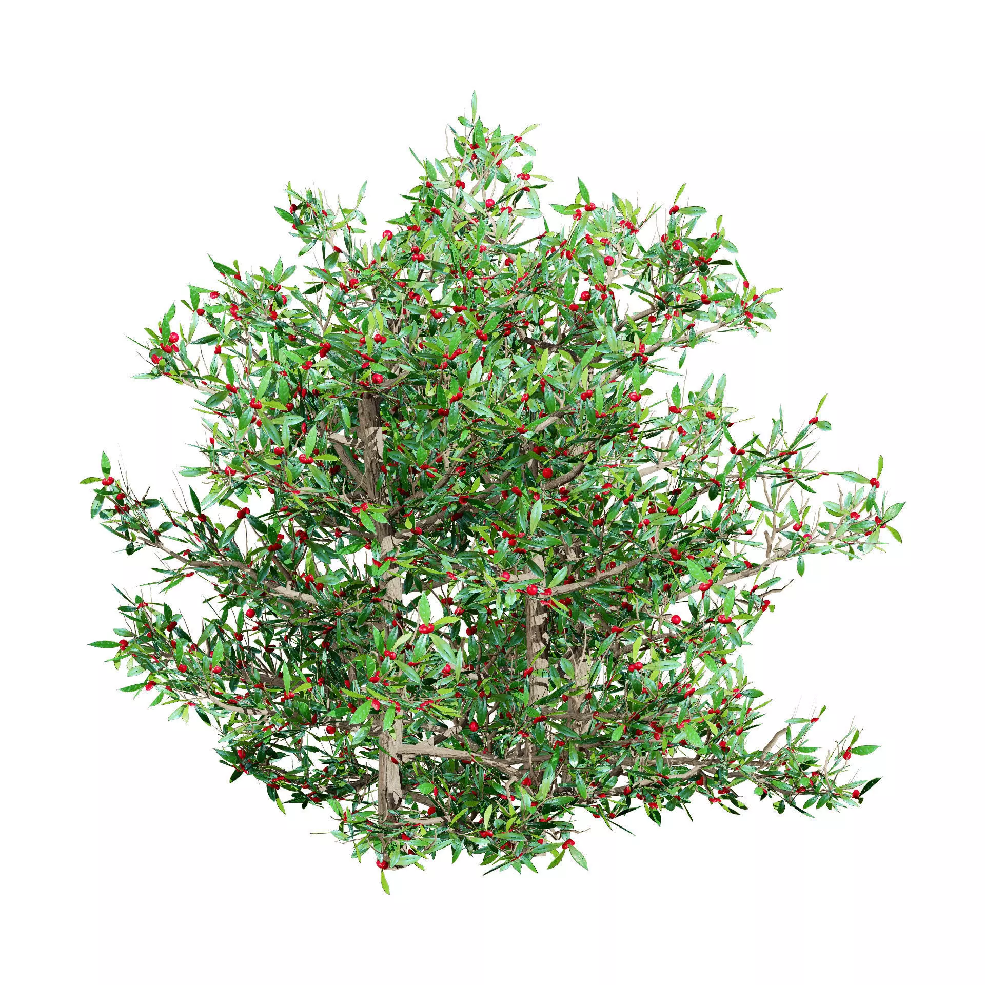 Realistic South African Vegetation 3D Models 3D Model Collection_94