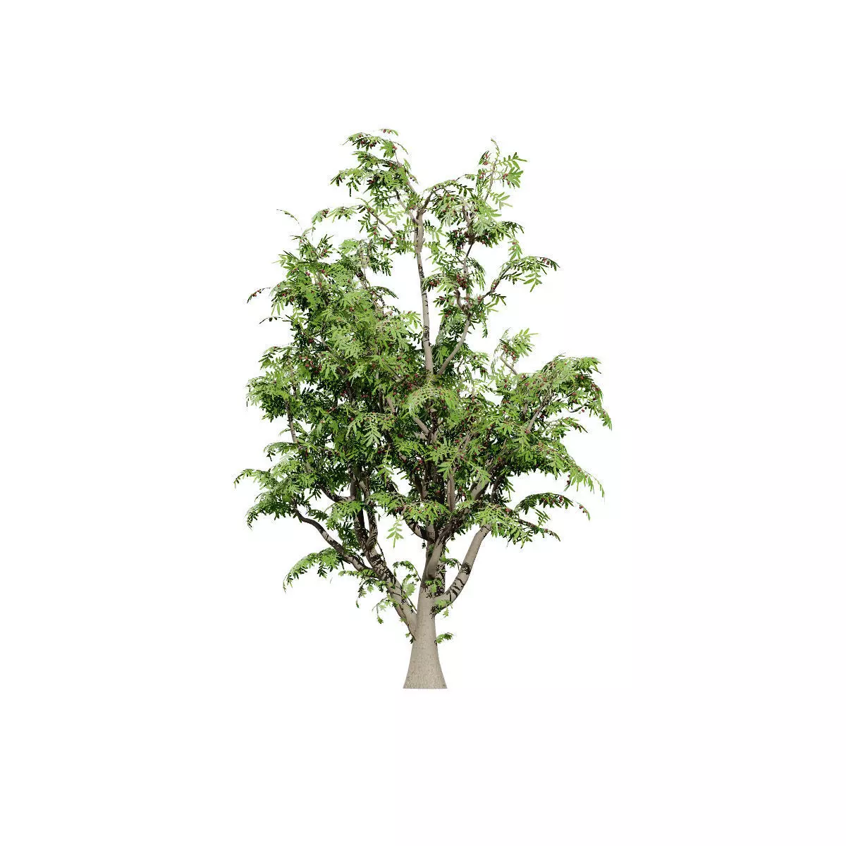 Realistic South African Vegetation 3D Models 3D Model Collection_59