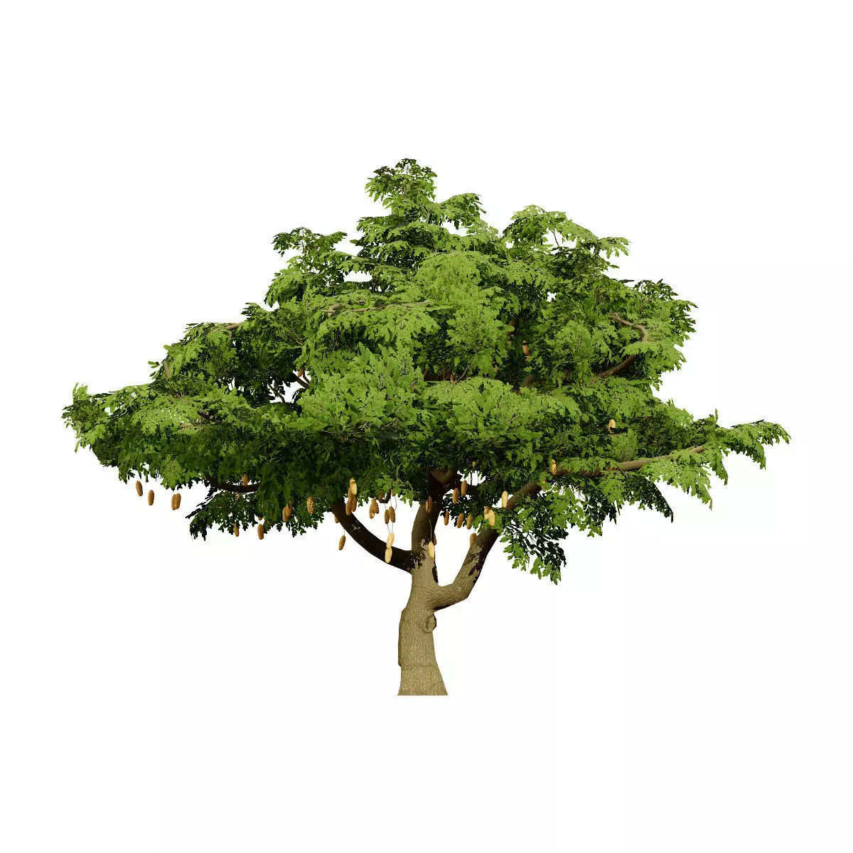 Realistic South African Vegetation 3D Models 3D Model Collection_79