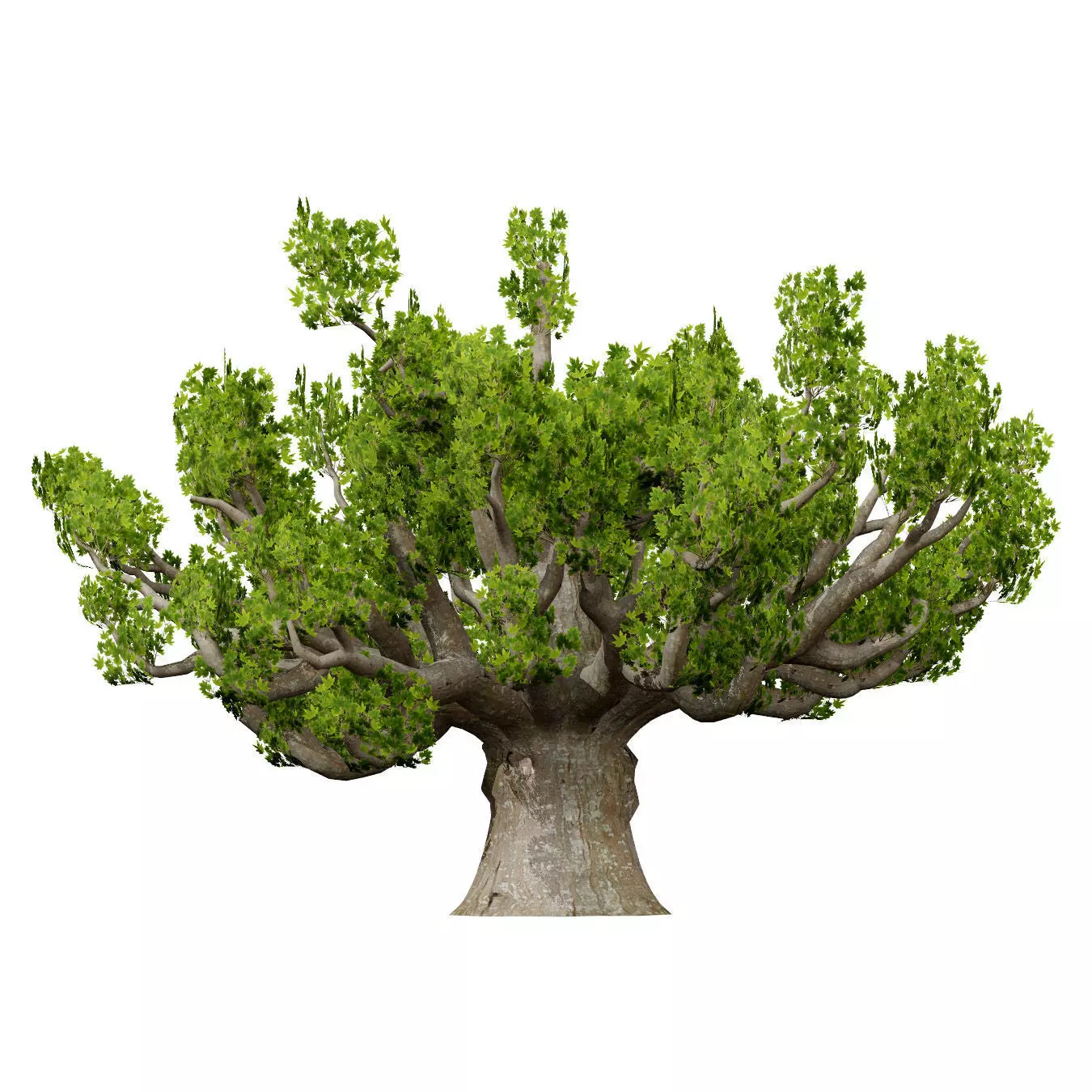 Realistic South African Vegetation 3D Models 3D Model Collection_68