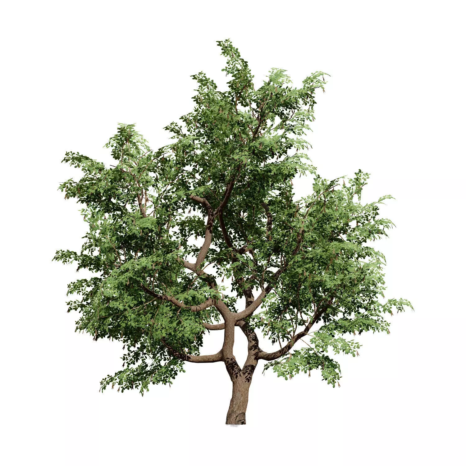 Realistic South African Vegetation 3D Models 3D Model Collection_120