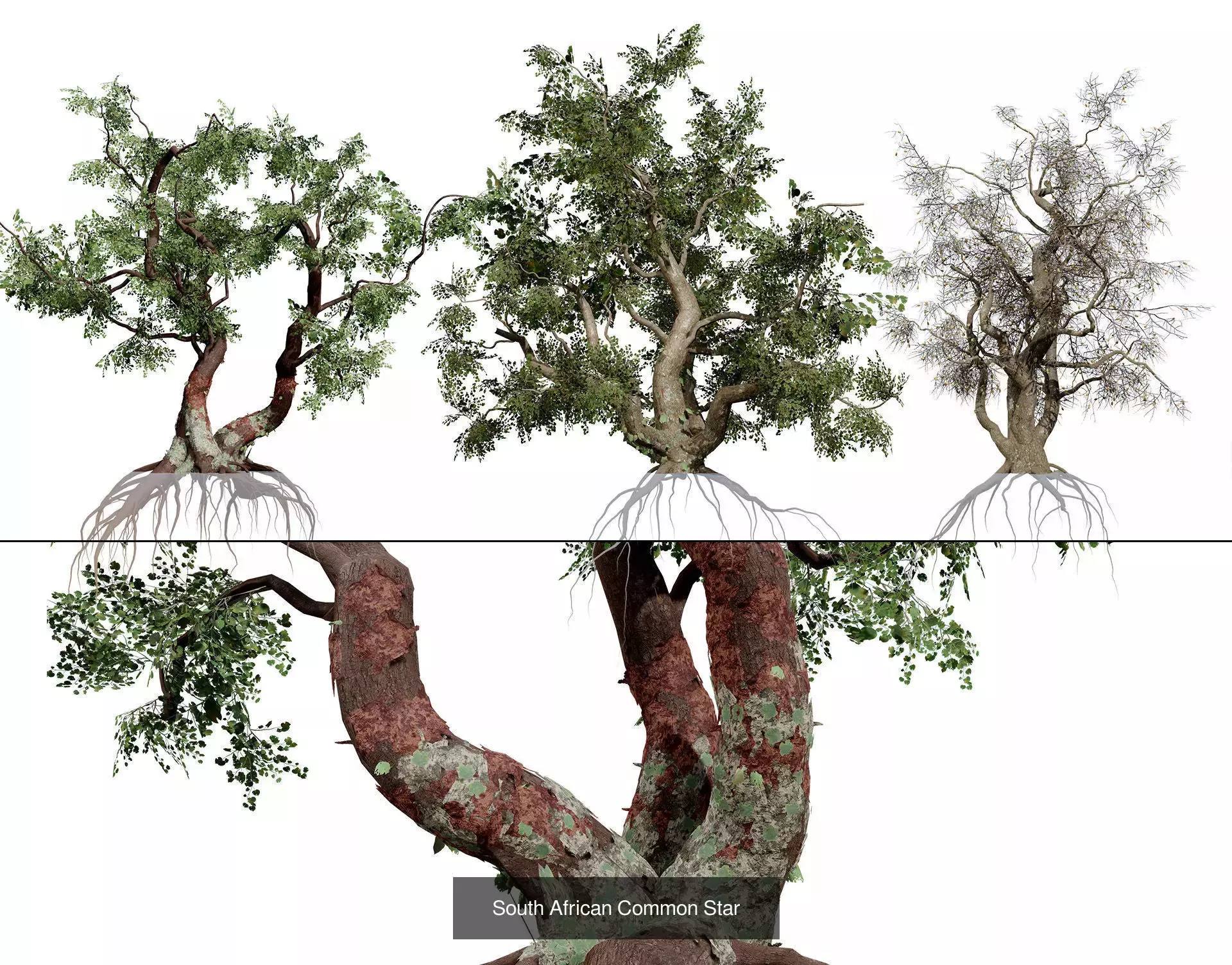 Realistic South African Vegetation 3D Models 3D Model Collection_38