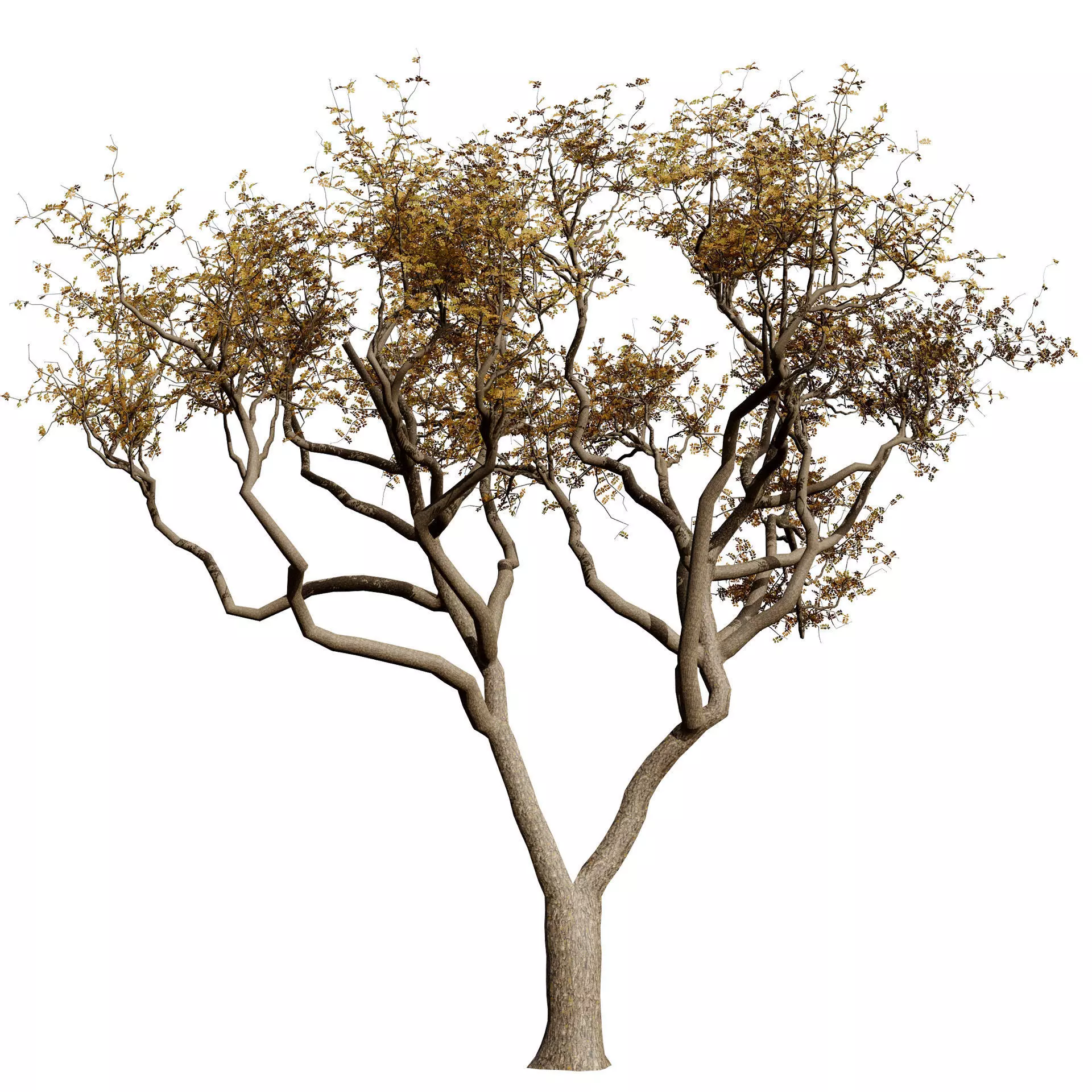 Realistic South African Vegetation 3D Models 3D Model Collection_132