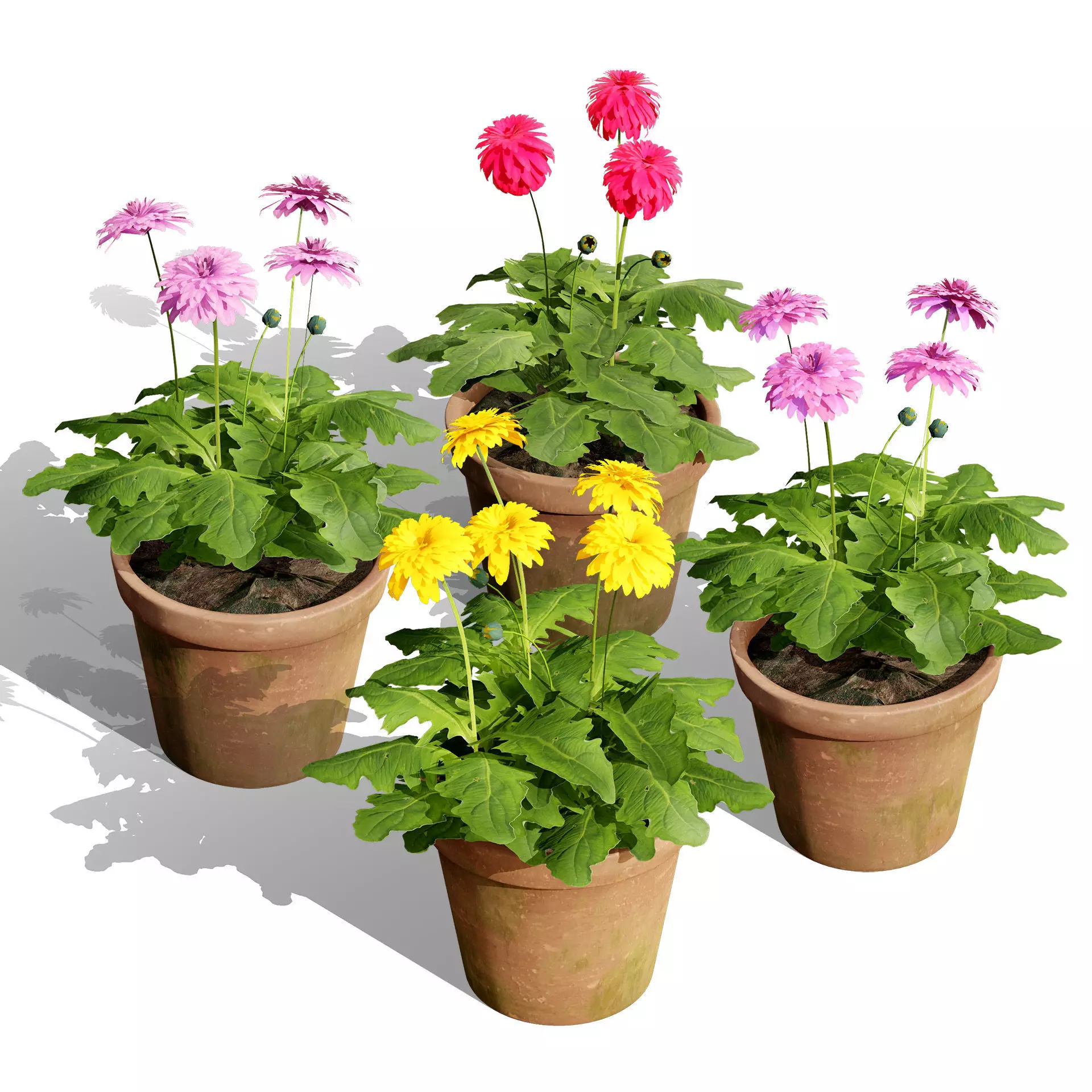 Realistic South African Vegetation 3D Models 3D Model Collection_102