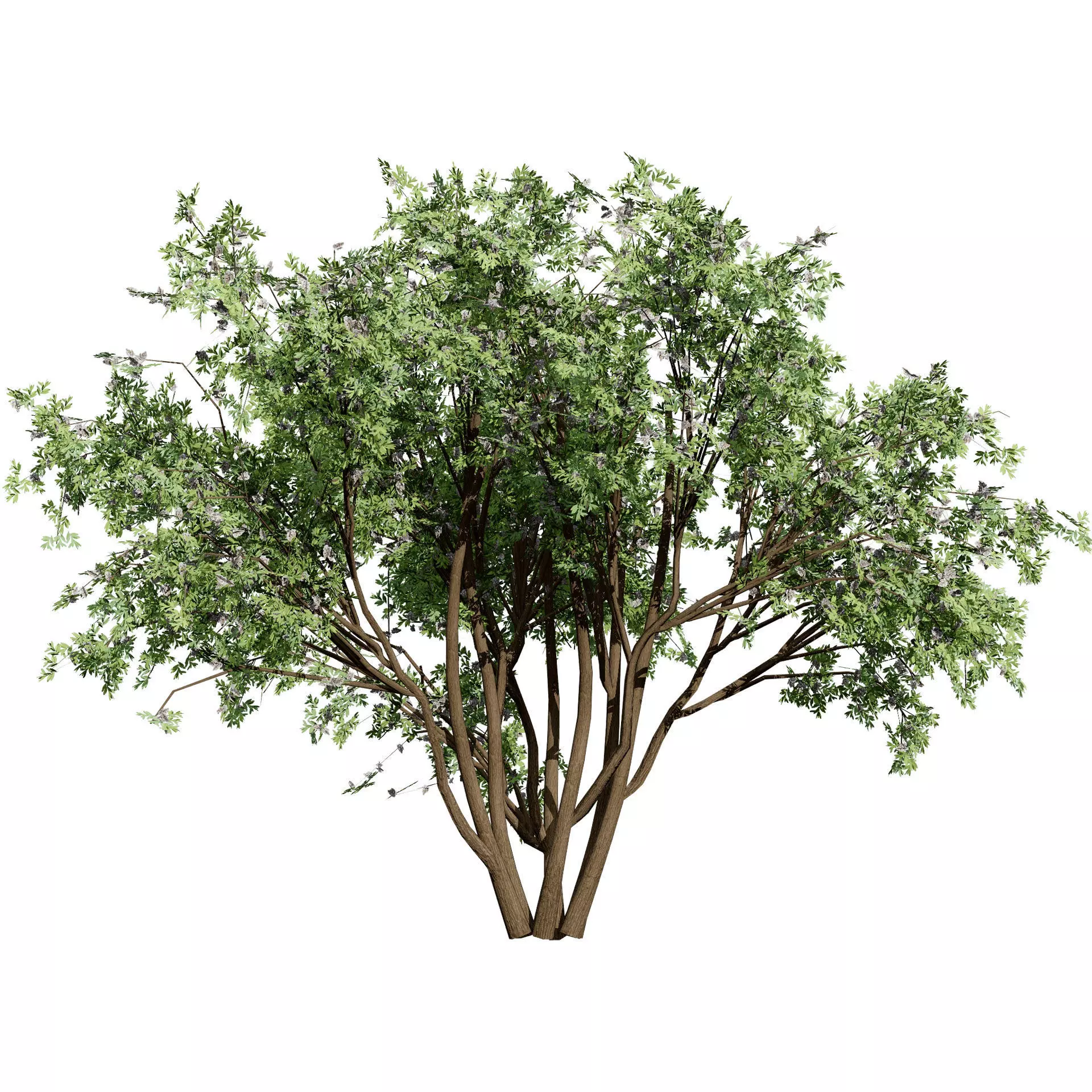 Realistic South African Vegetation 3D Models 3D Model Collection_108