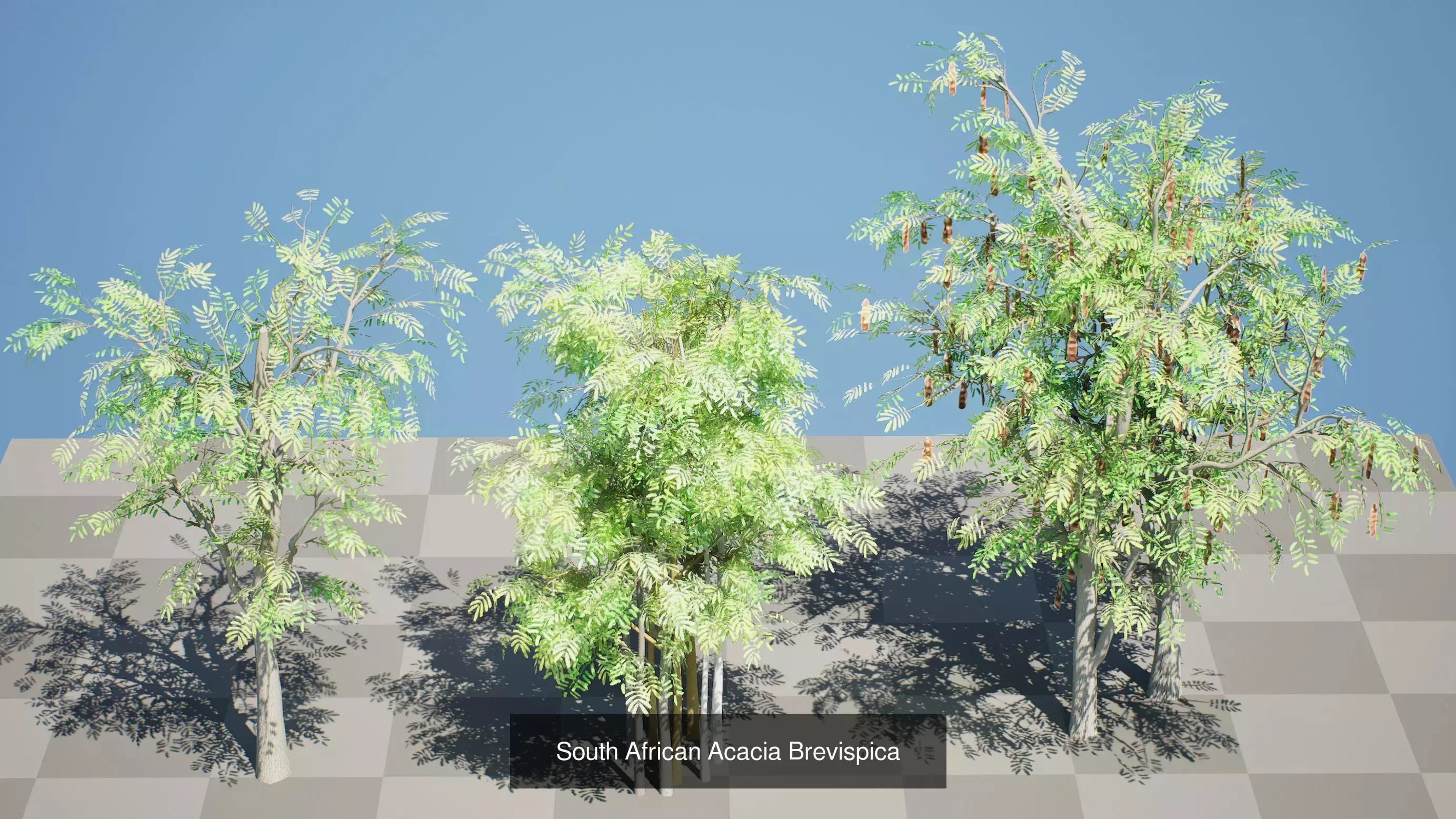 Realistic South African Vegetation 3D Models 3D Model Collection_42