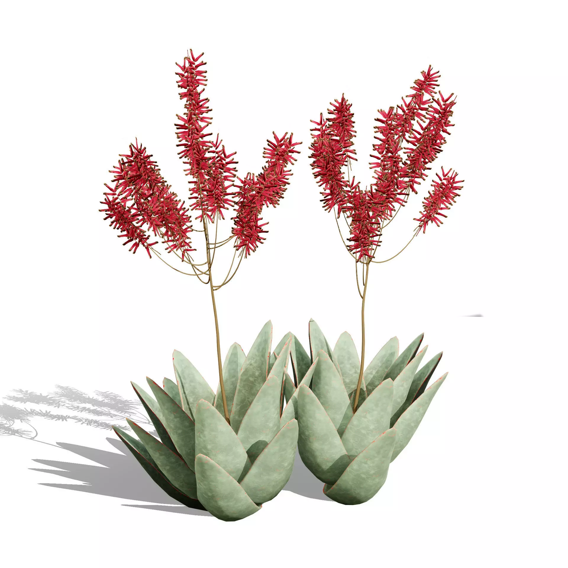 Realistic South African Vegetation 3D Models 3D Model Collection_87