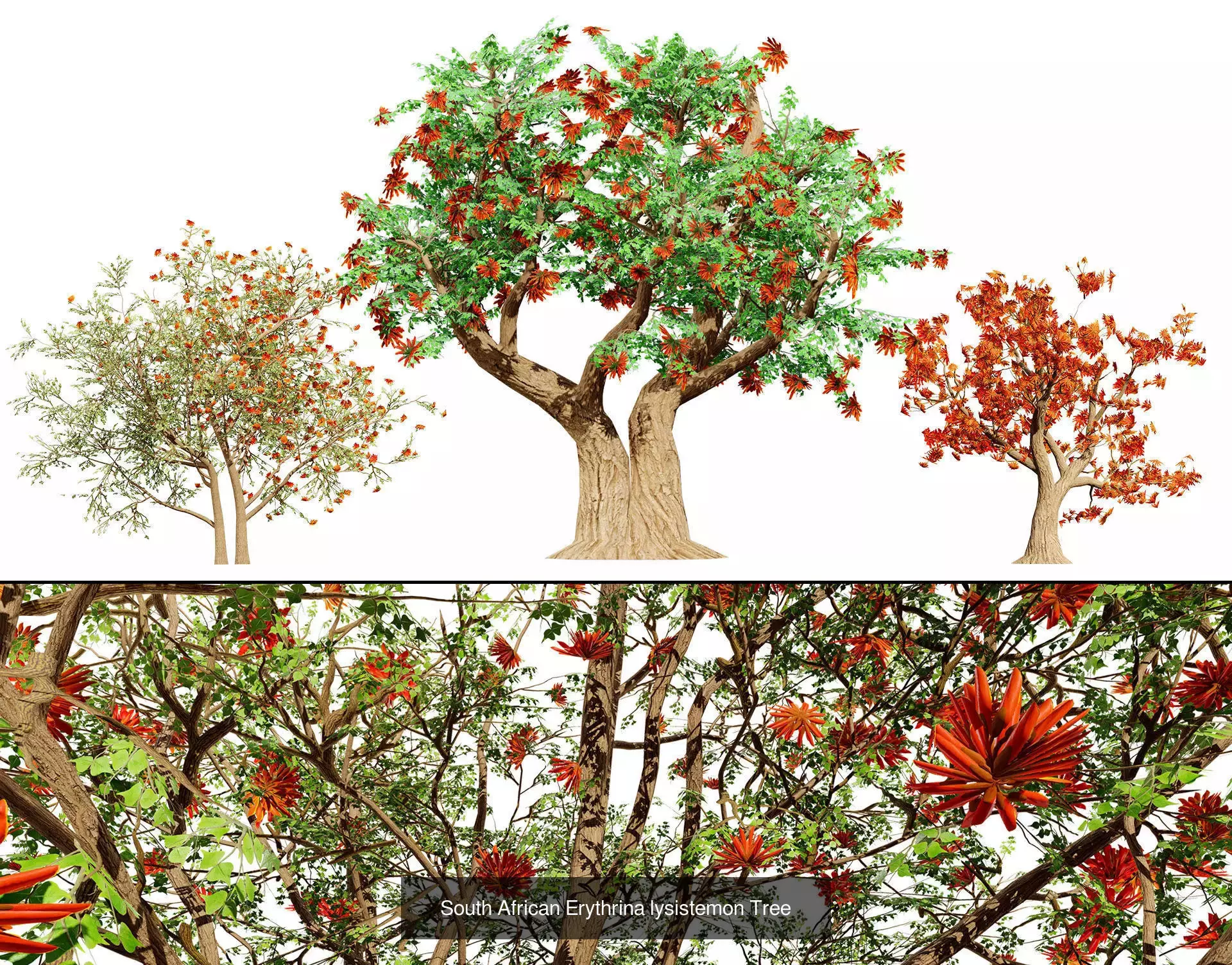 Realistic South African Vegetation 3D Models 3D Model Collection_53