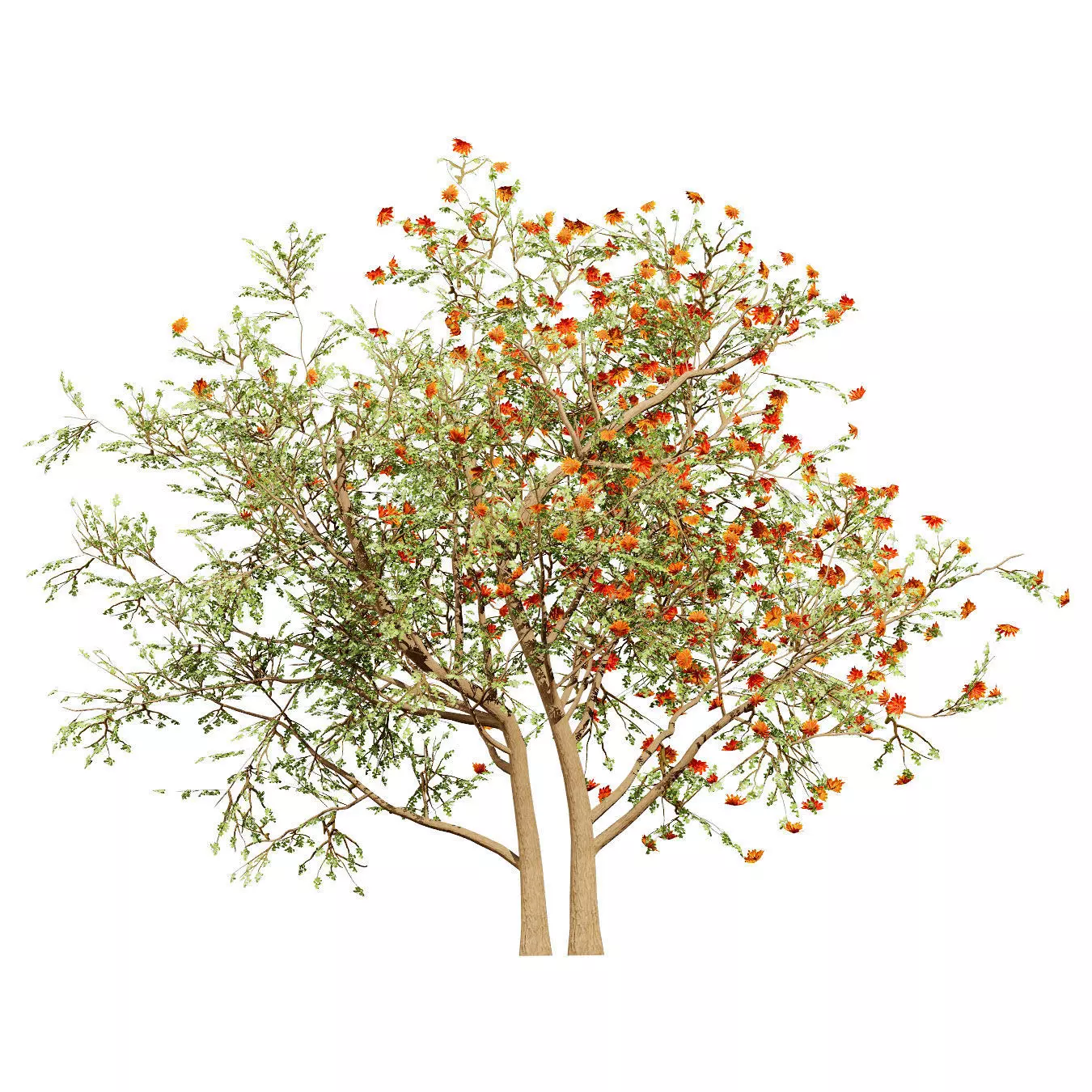 Realistic South African Vegetation 3D Models 3D Model Collection_78