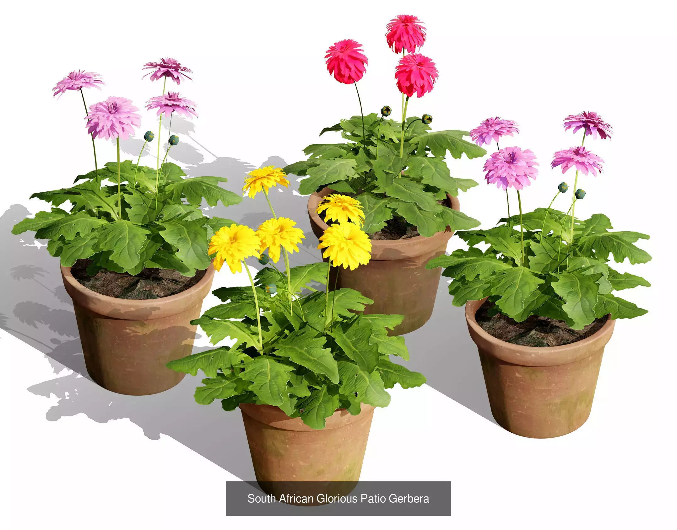 Realistic South African Vegetation 3D Models 3D Model Collection_32