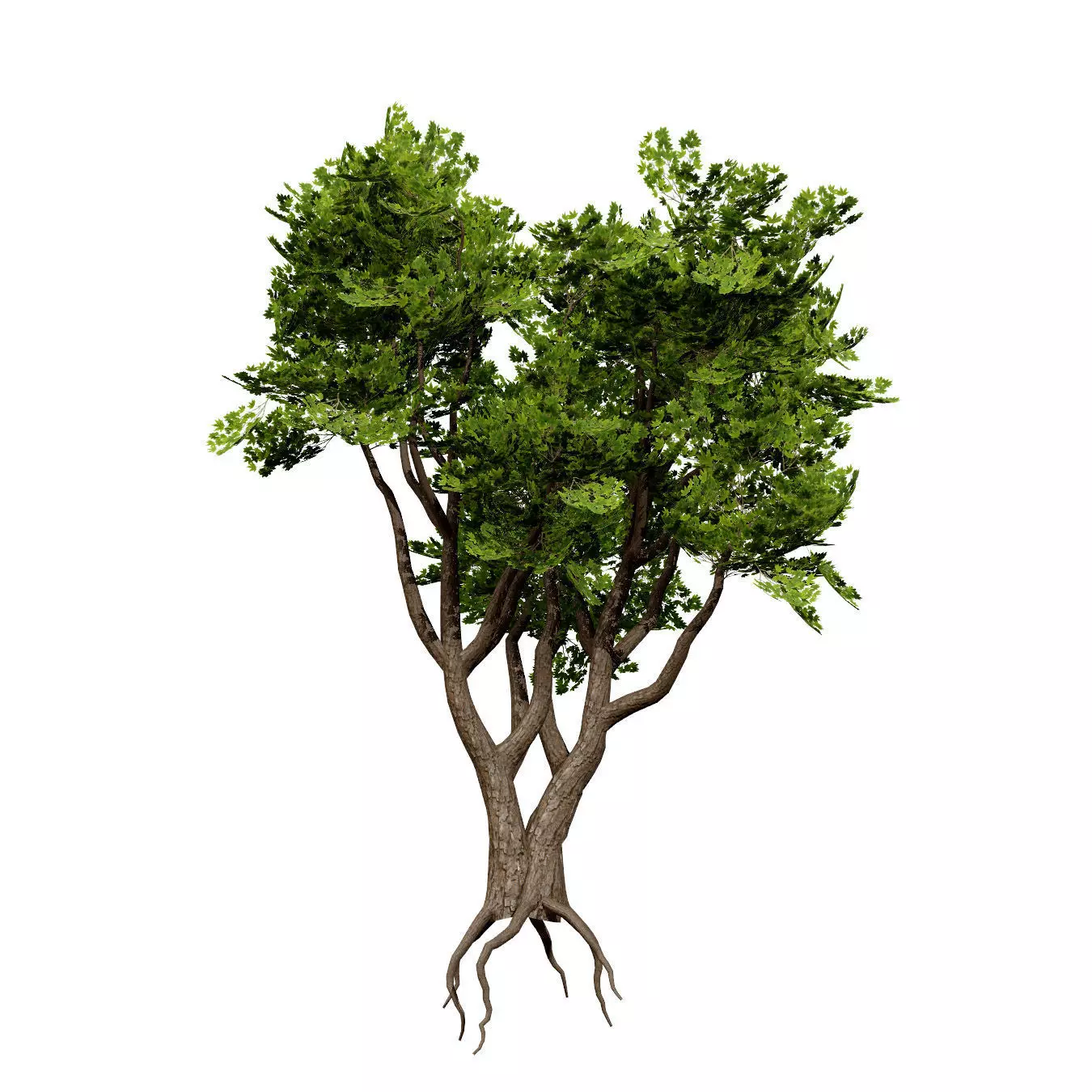 Realistic South African Vegetation 3D Models 3D Model Collection_66