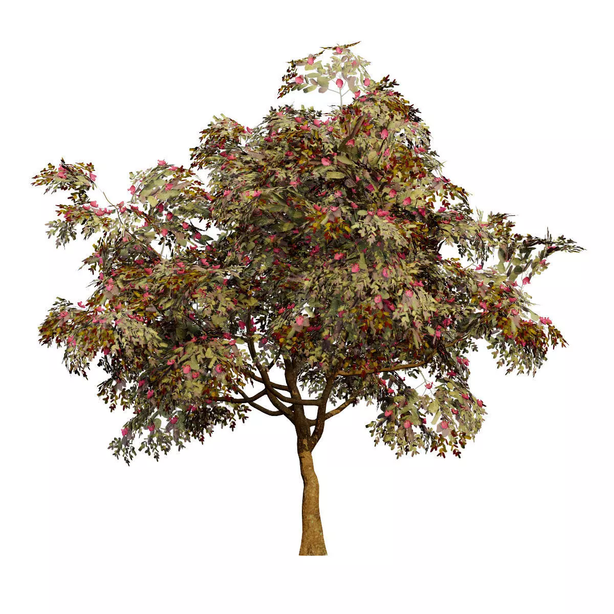 Realistic South African Vegetation 3D Models 3D Model Collection_82