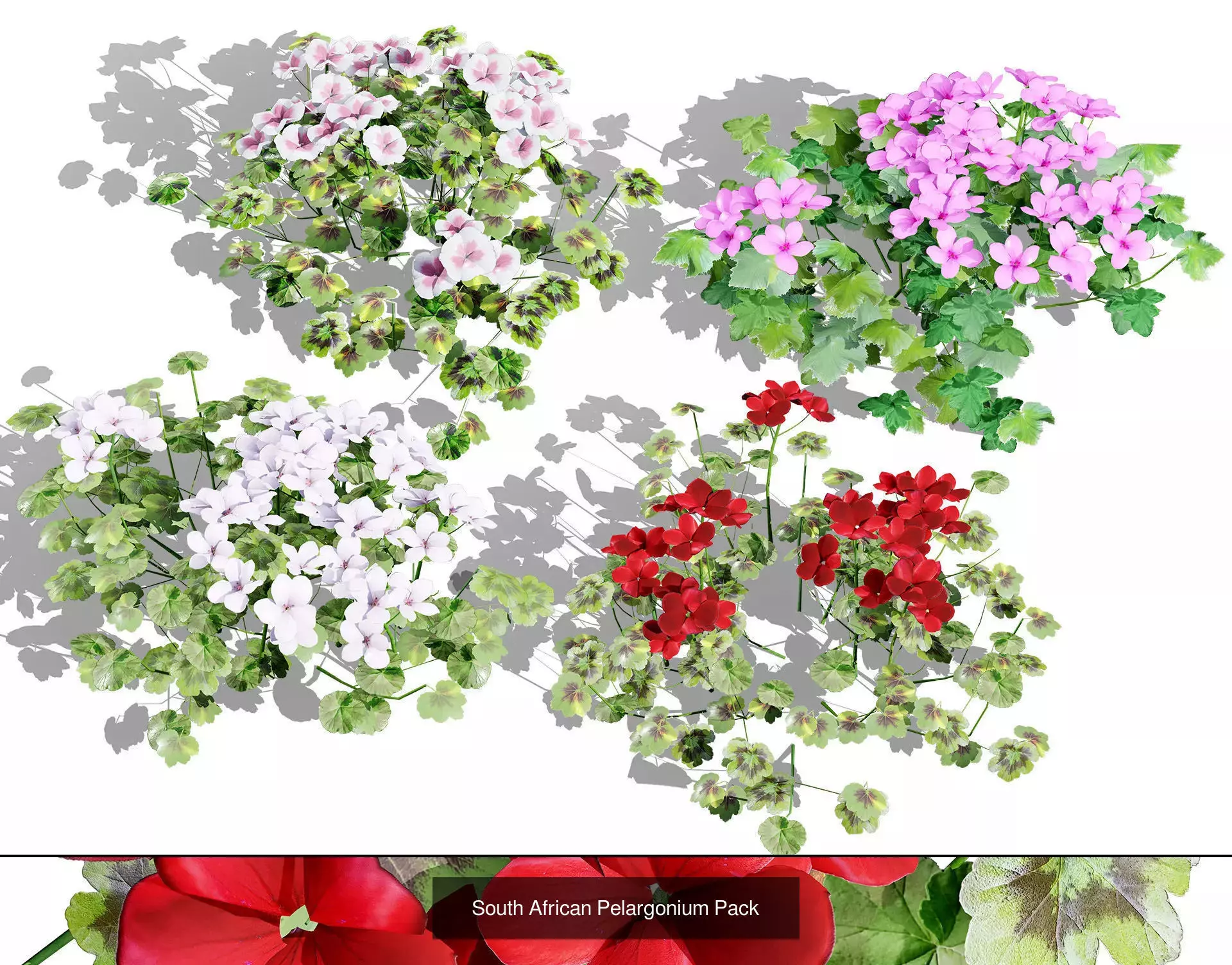 Realistic South African Vegetation 3D Models 3D Model Collection_45