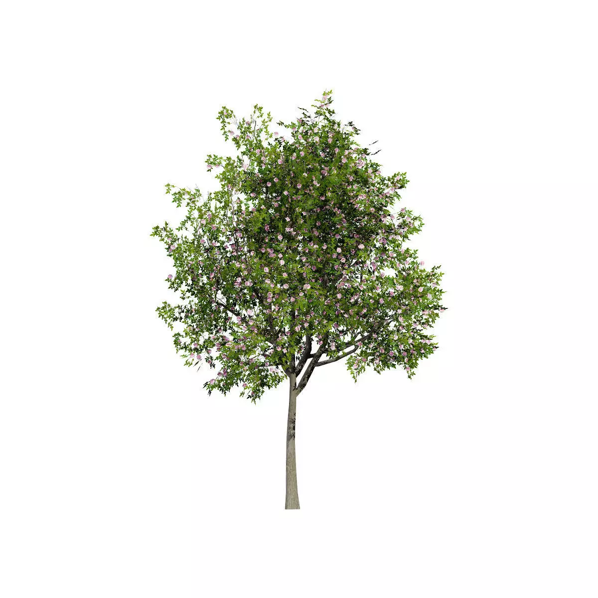 Realistic South African Vegetation 3D Models 3D Model Collection_62