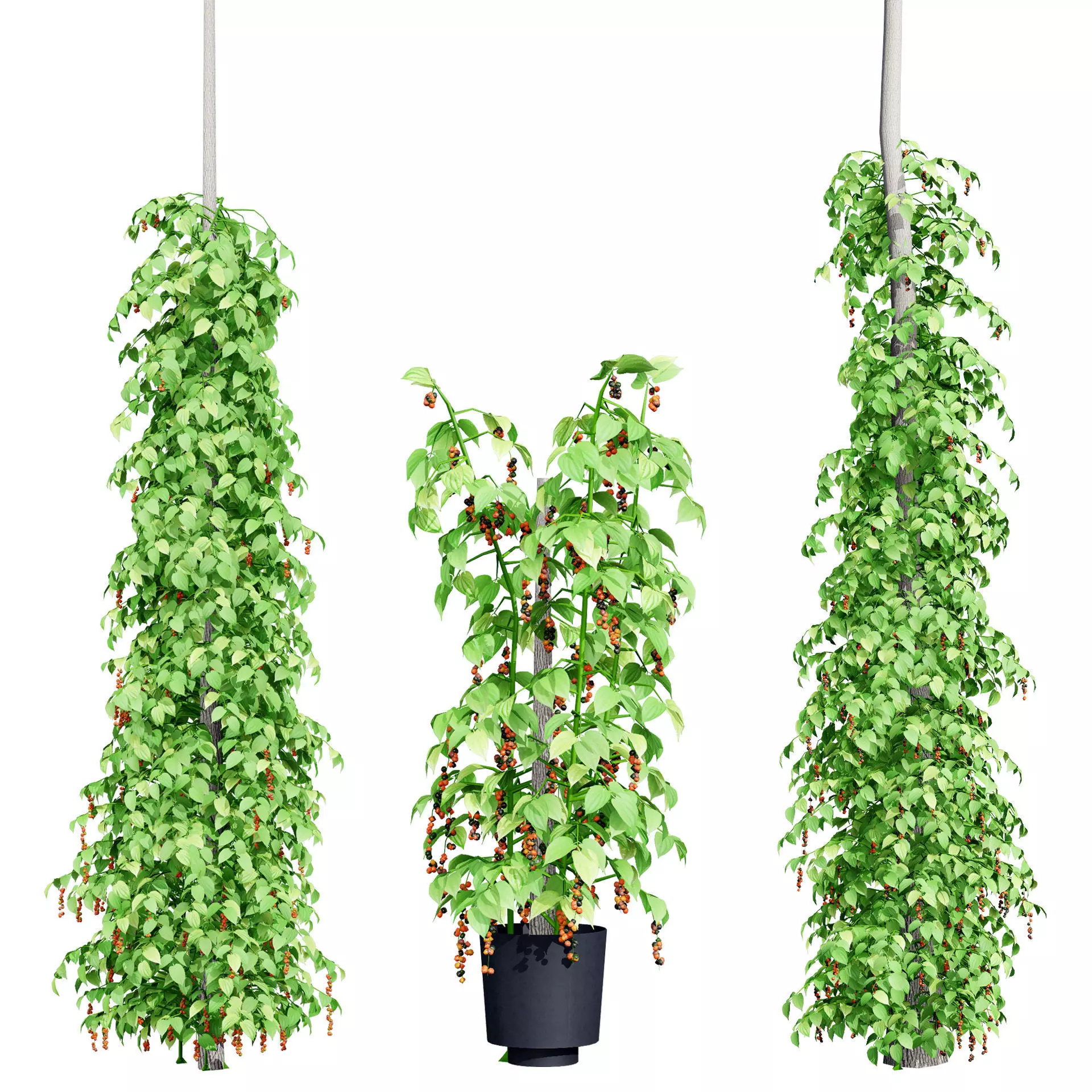 Realistic South African Vegetation 3D Models 3D Model Collection_116