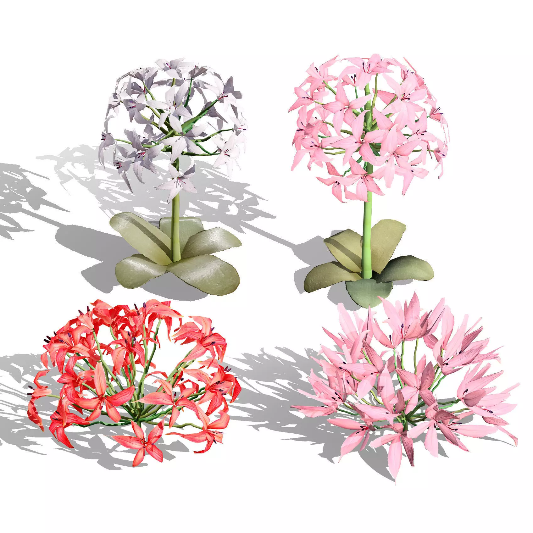 Realistic South African Vegetation 3D Models 3D Model Collection_124