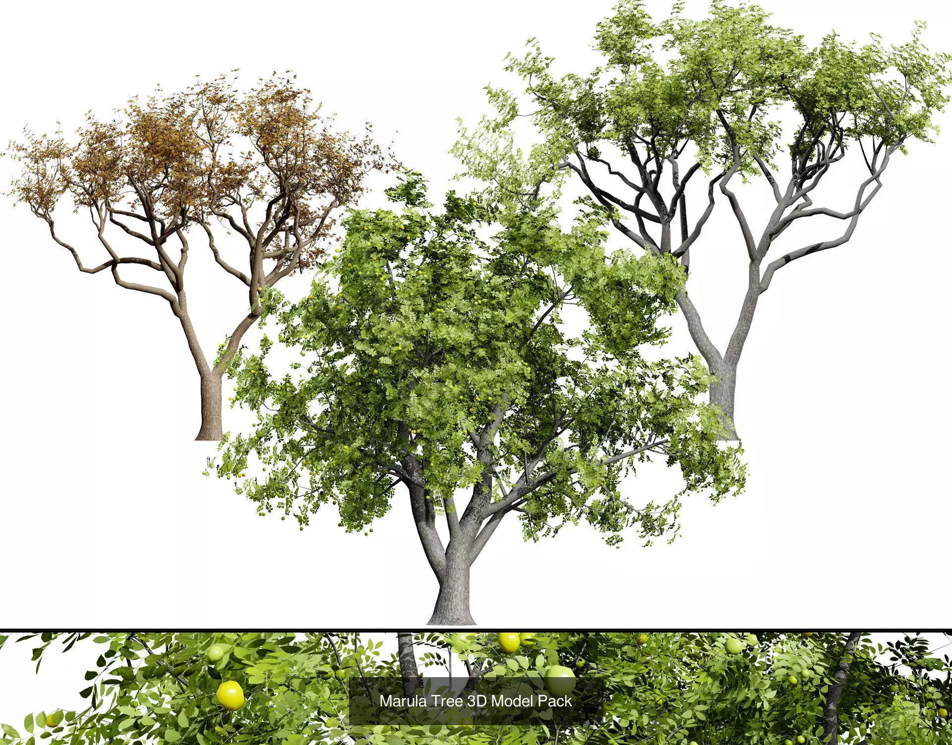 Realistic South African Vegetation 3D Models 3D Model Collection_48