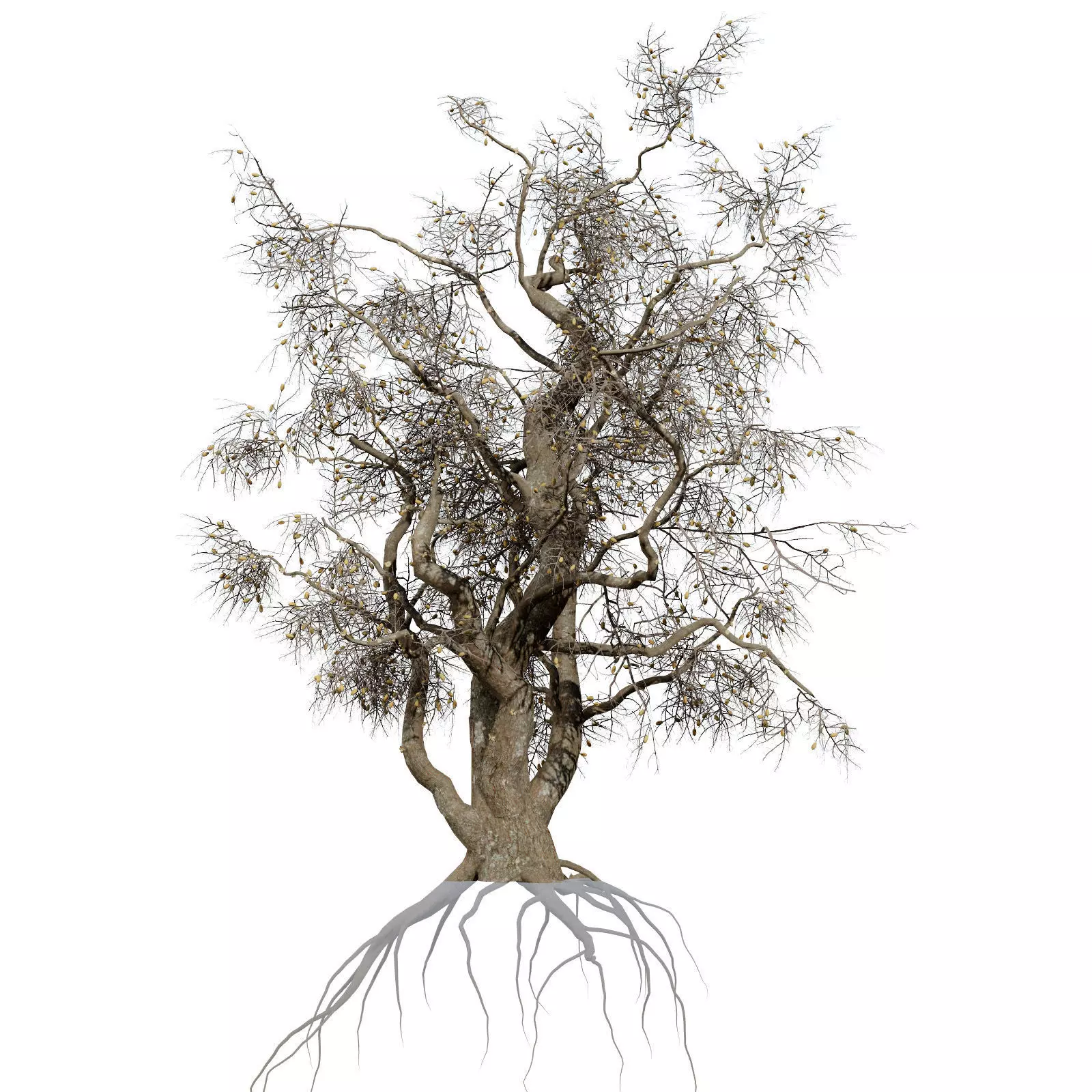 Realistic South African Vegetation 3D Models 3D Model Collection_110