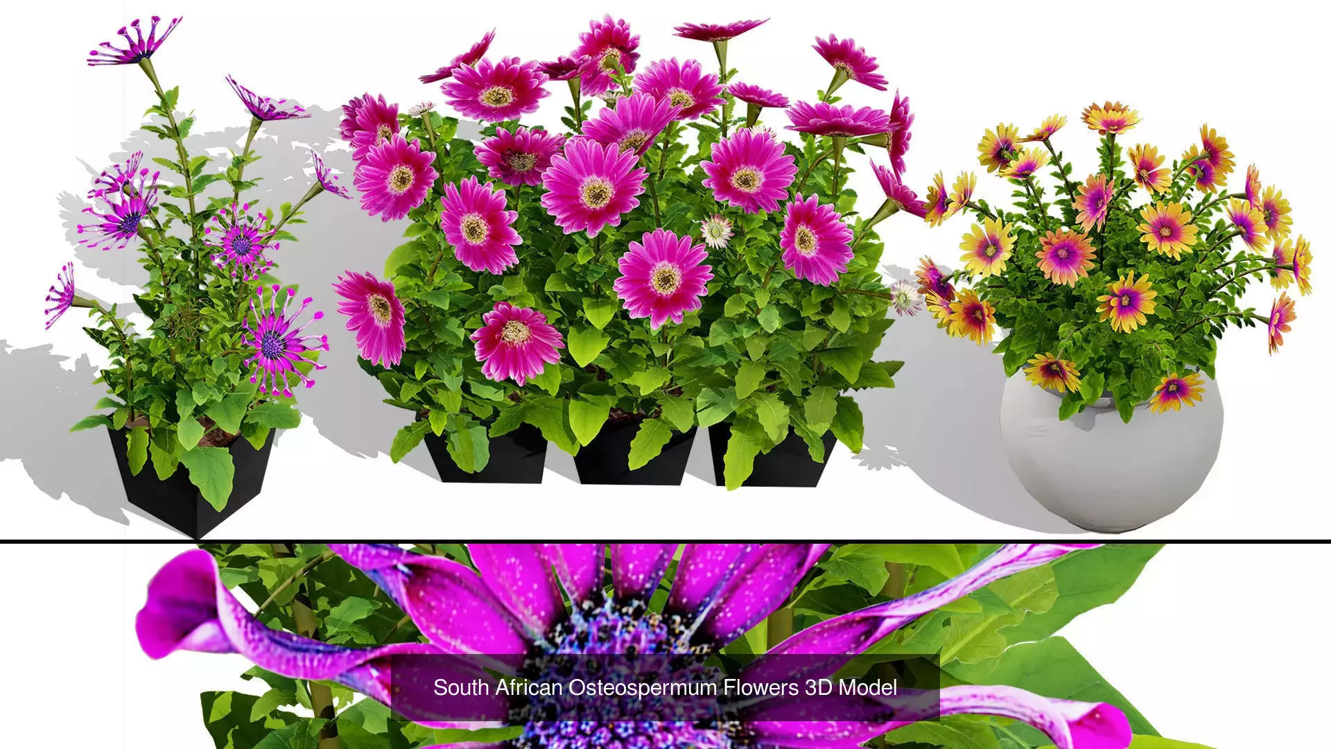 Realistic South African Vegetation 3D Models 3D Model Collection_33