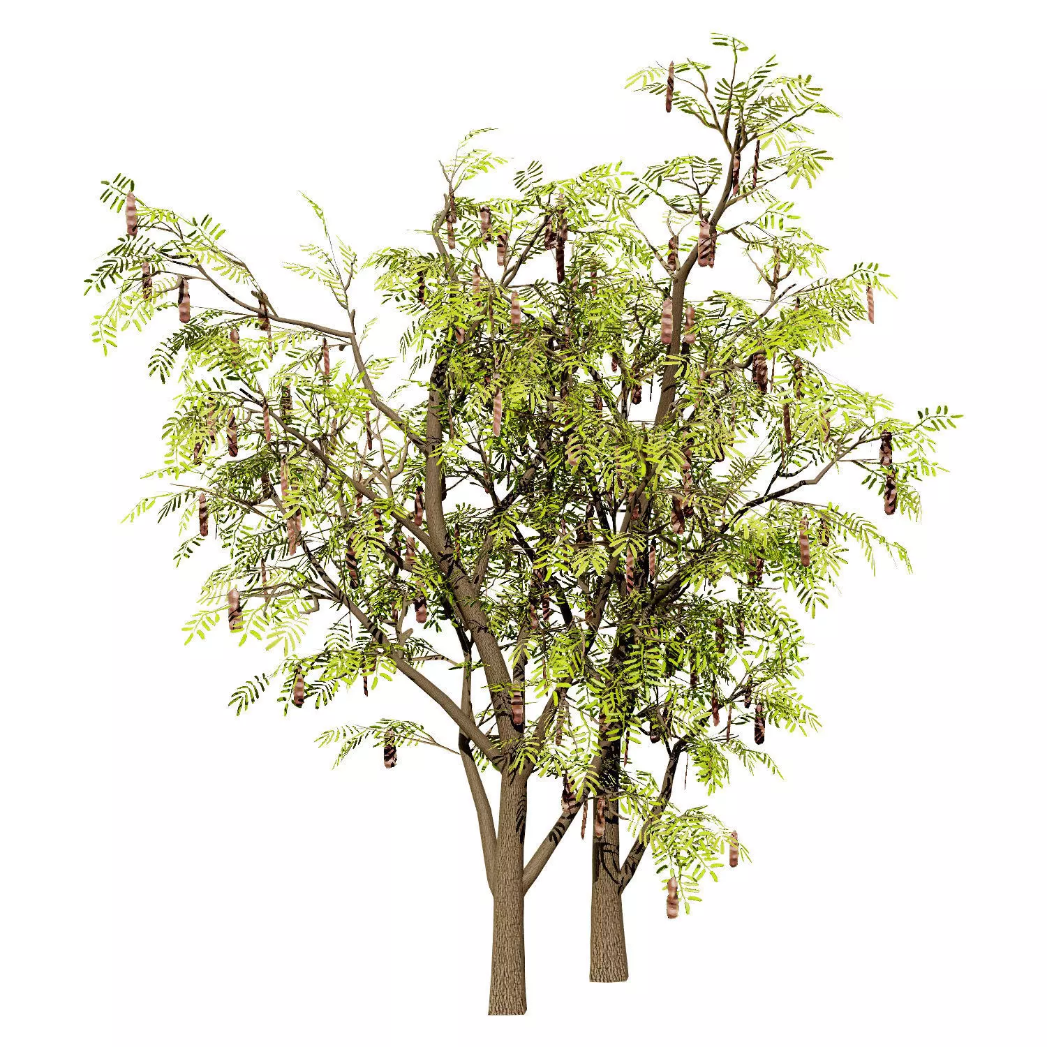 Realistic South African Vegetation 3D Models 3D Model Collection_119